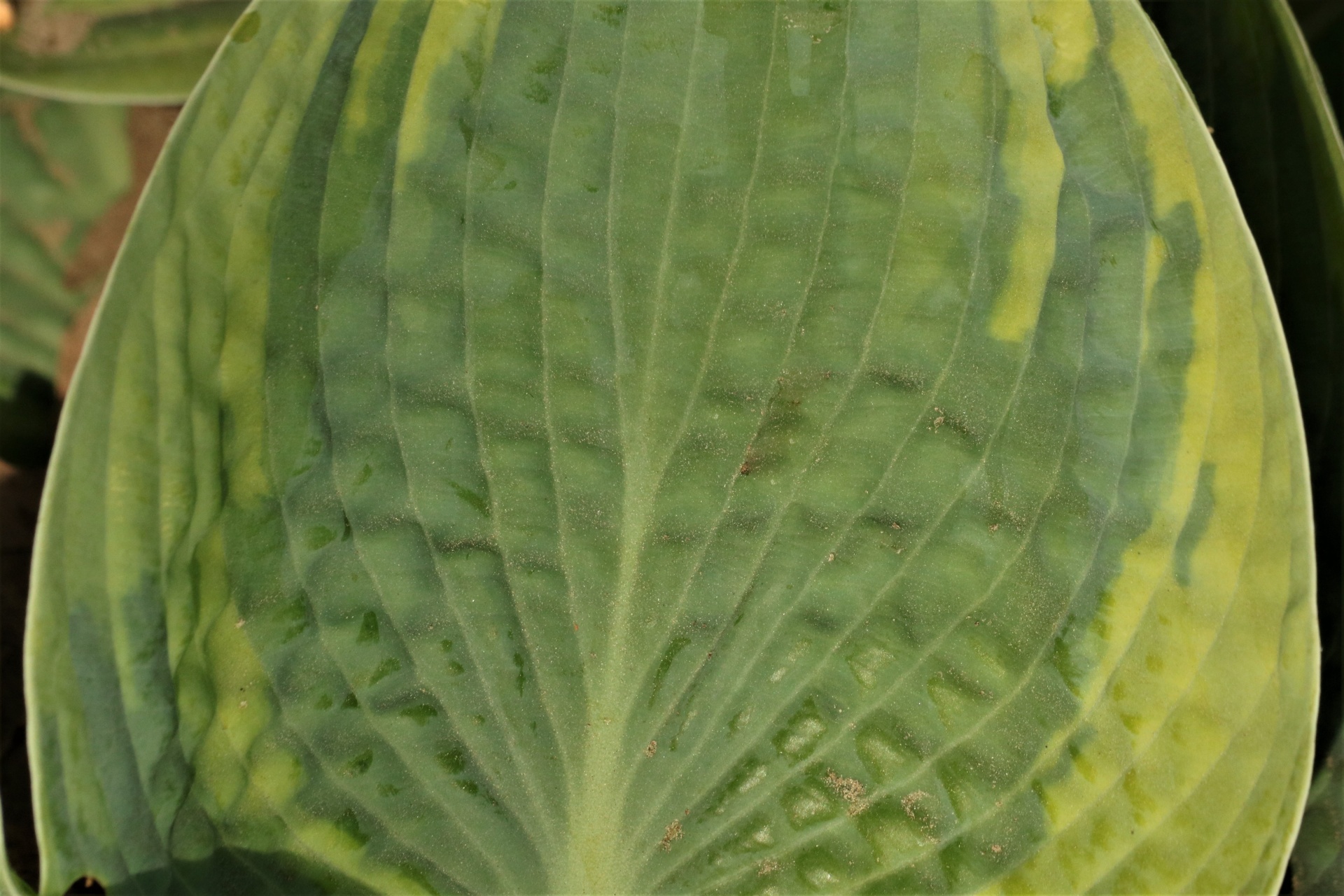 Hosta Leaf Close-up