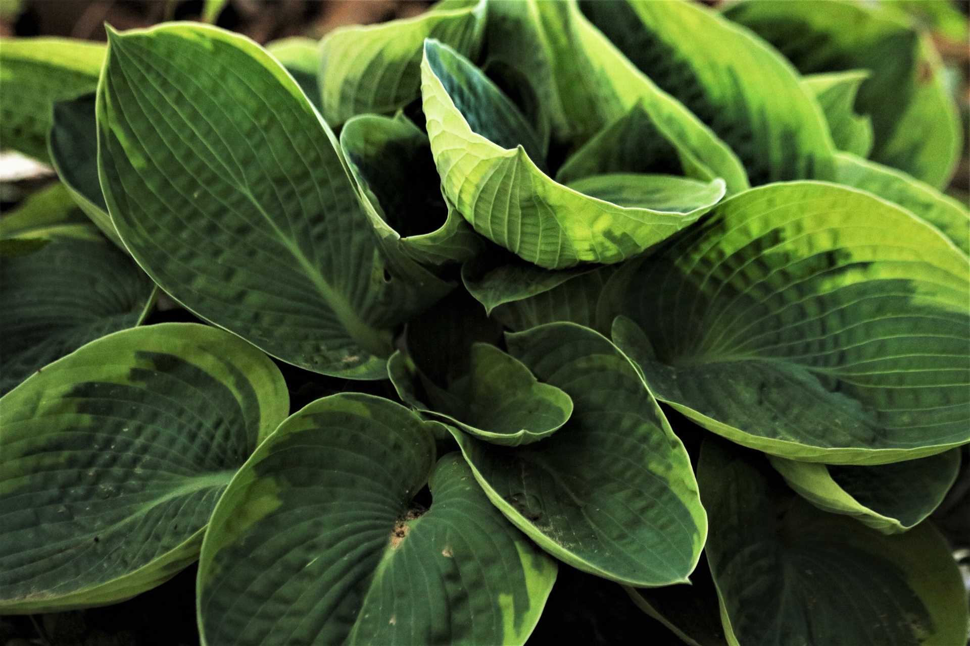 Hosta Plant Close-up