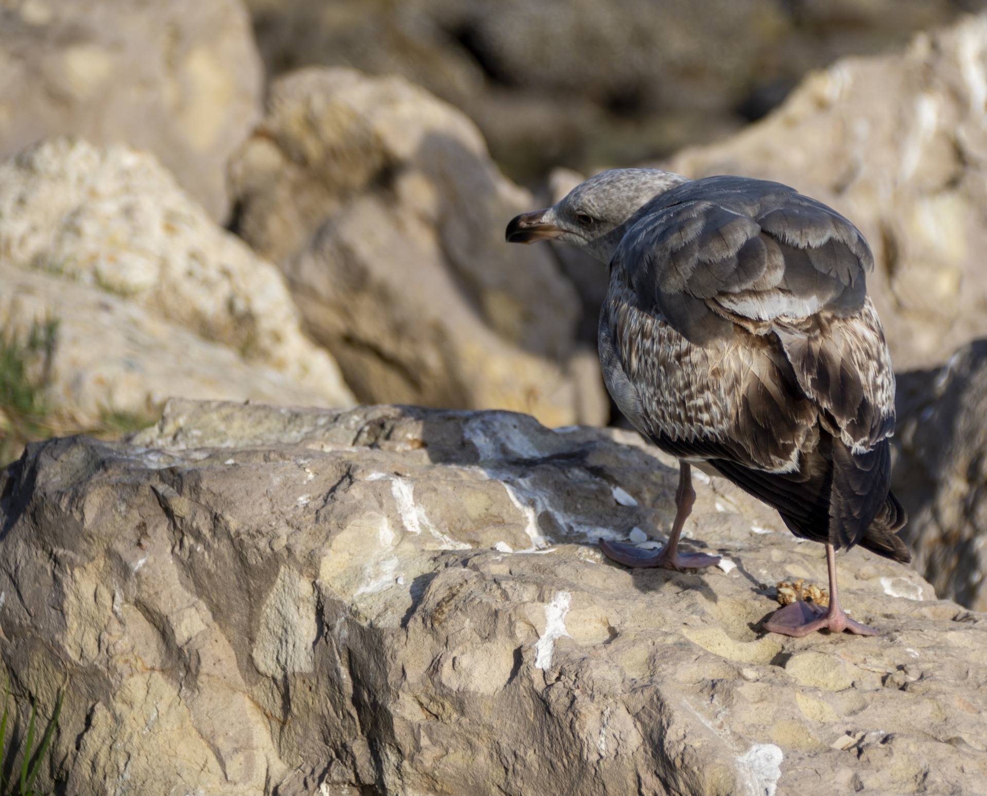 Baby Seagull Free Stock Photo - Public Domain Pictures
