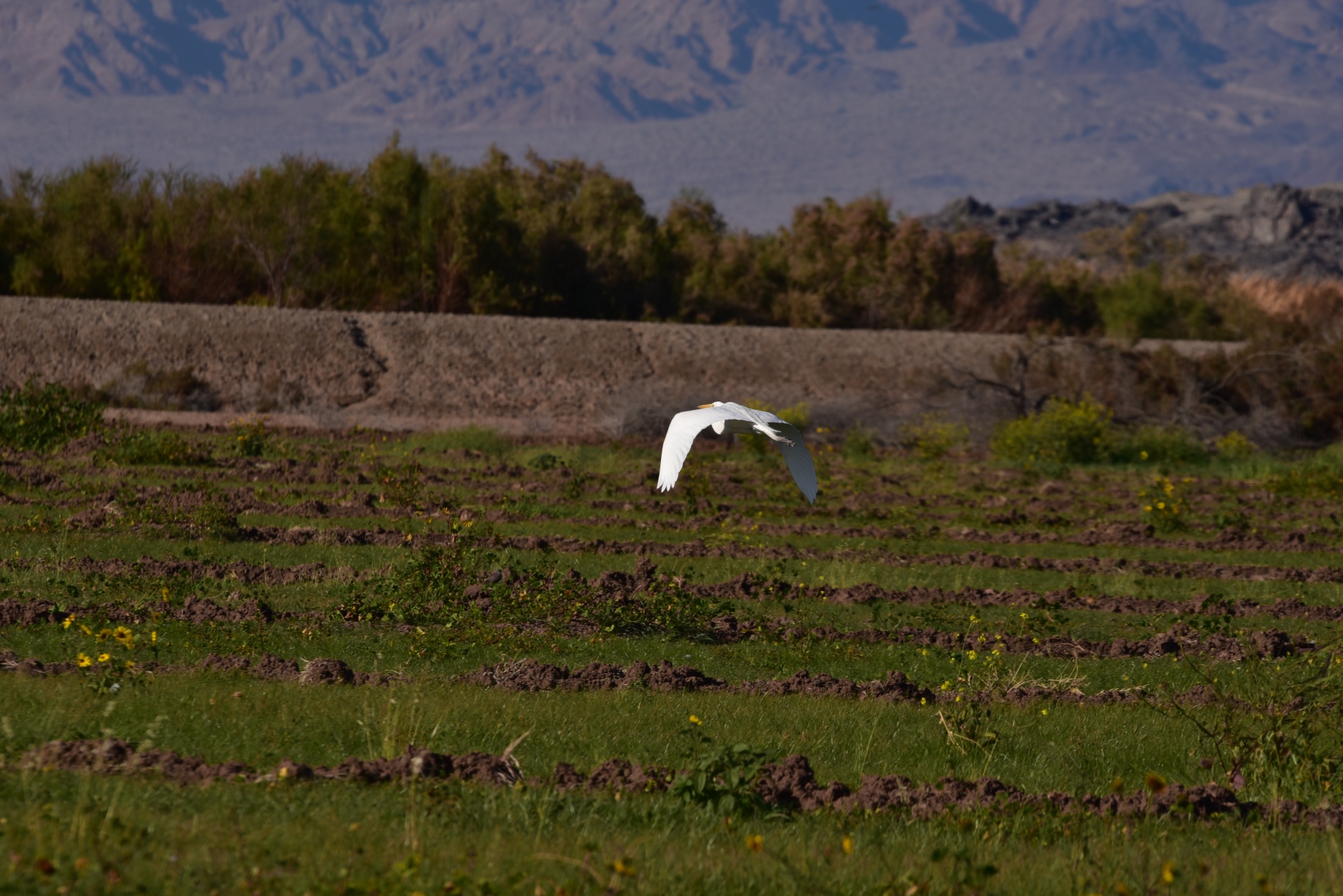 Egret Flys Over Wetlands