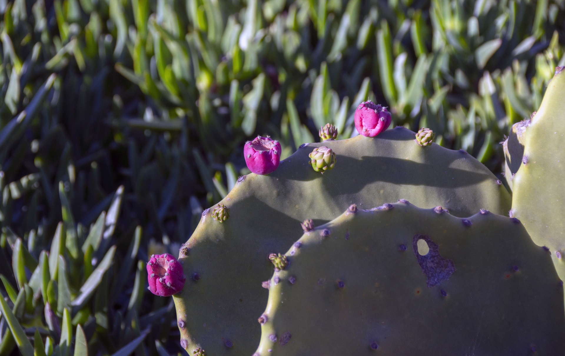 pretty purple blooms on cacti