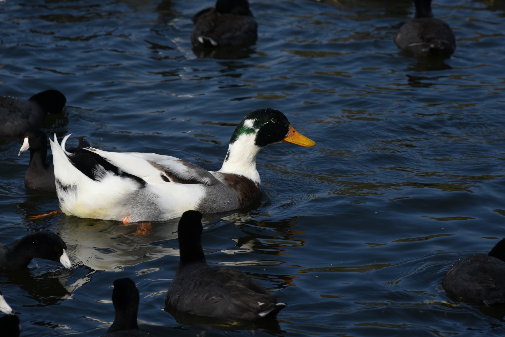 Mallard duck in white color