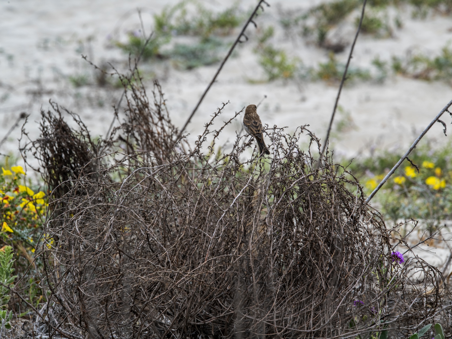 Sparrow In Tumbleweed