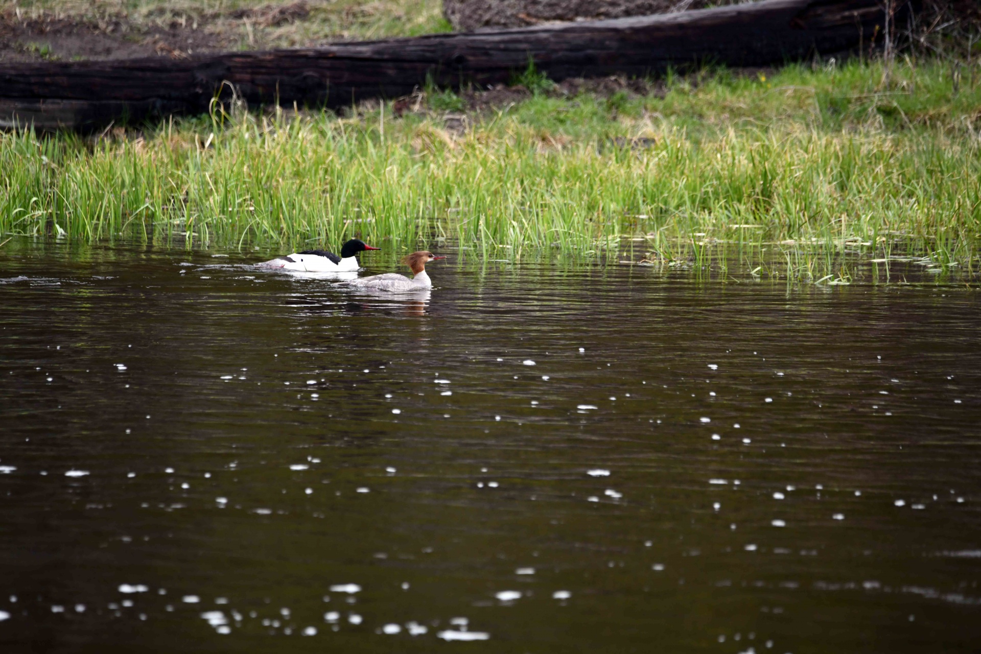 Ducks Swimming In River