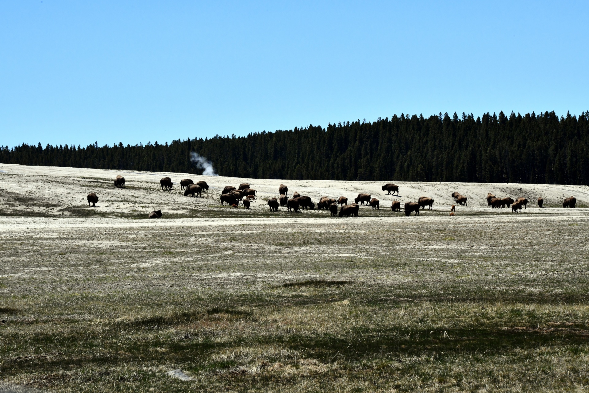 Bison At Yellowstone