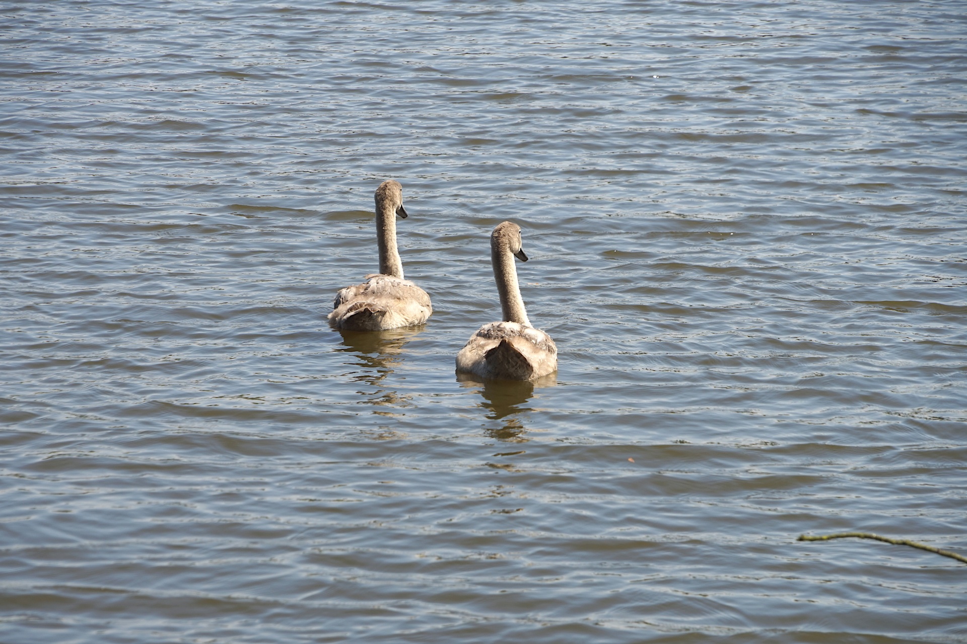 Young Swans On The Water