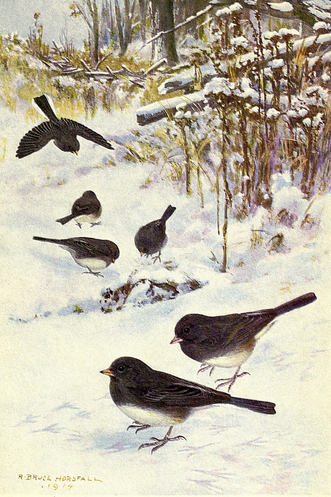 Junco Vintage Bird Illustration