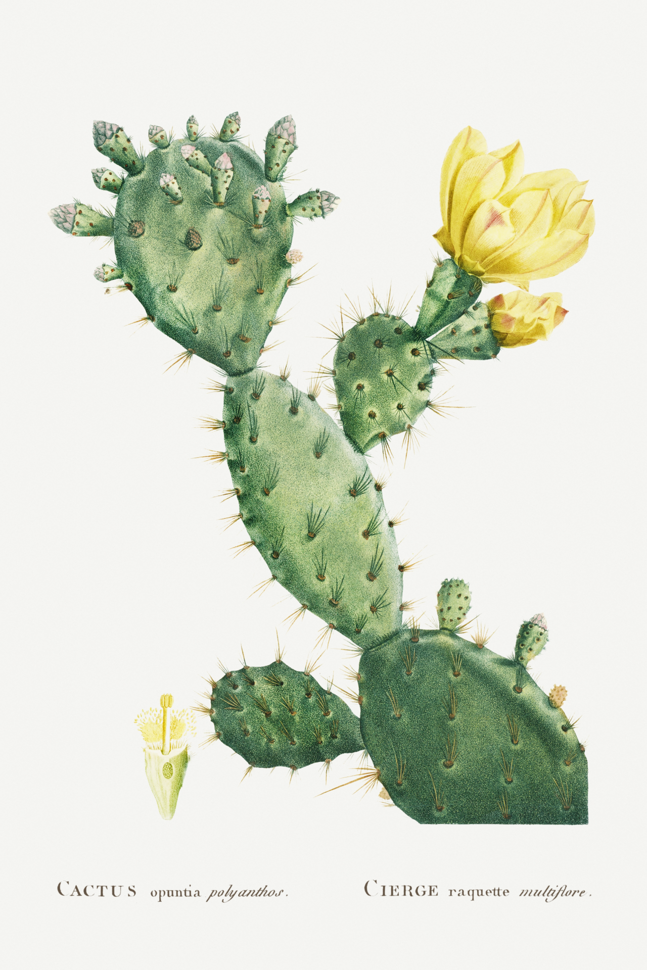 Cactus Vintage Art Old