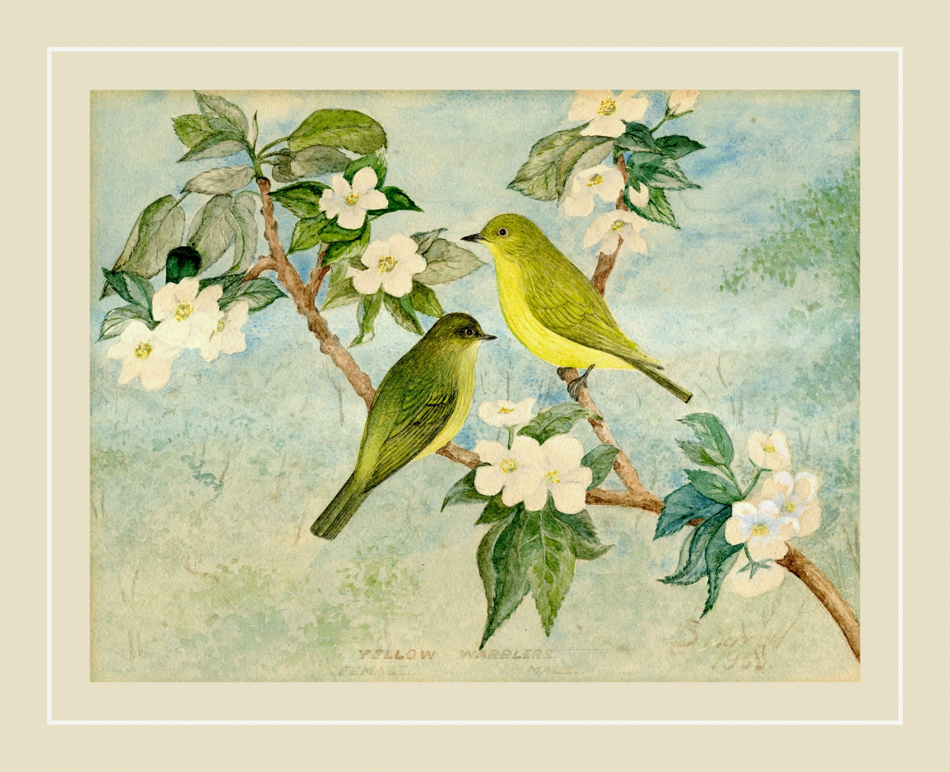 Cherry blossom birds vintage art illustration hand painted