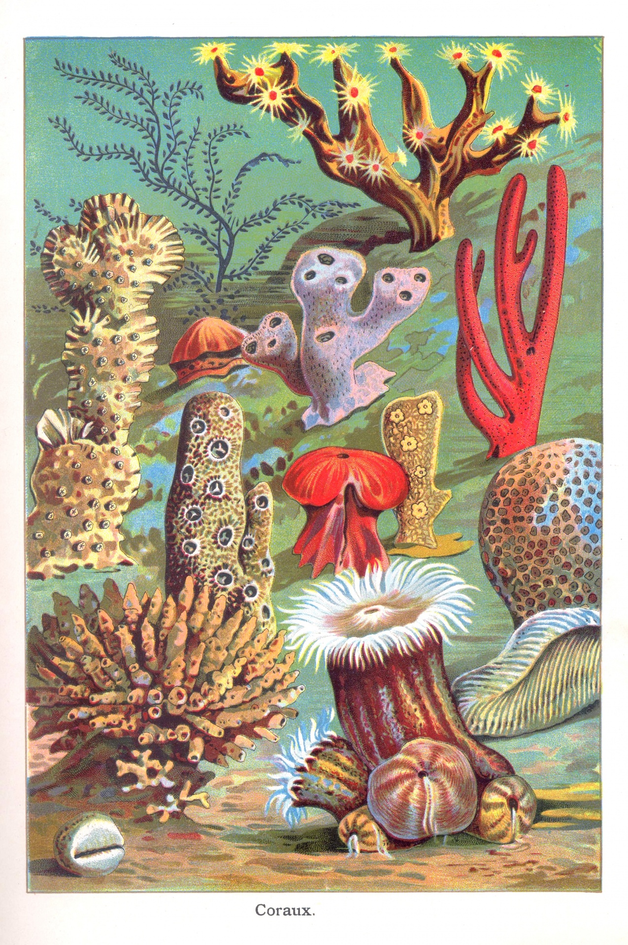 Coral reef vintage old antique illustration image restored stains removed