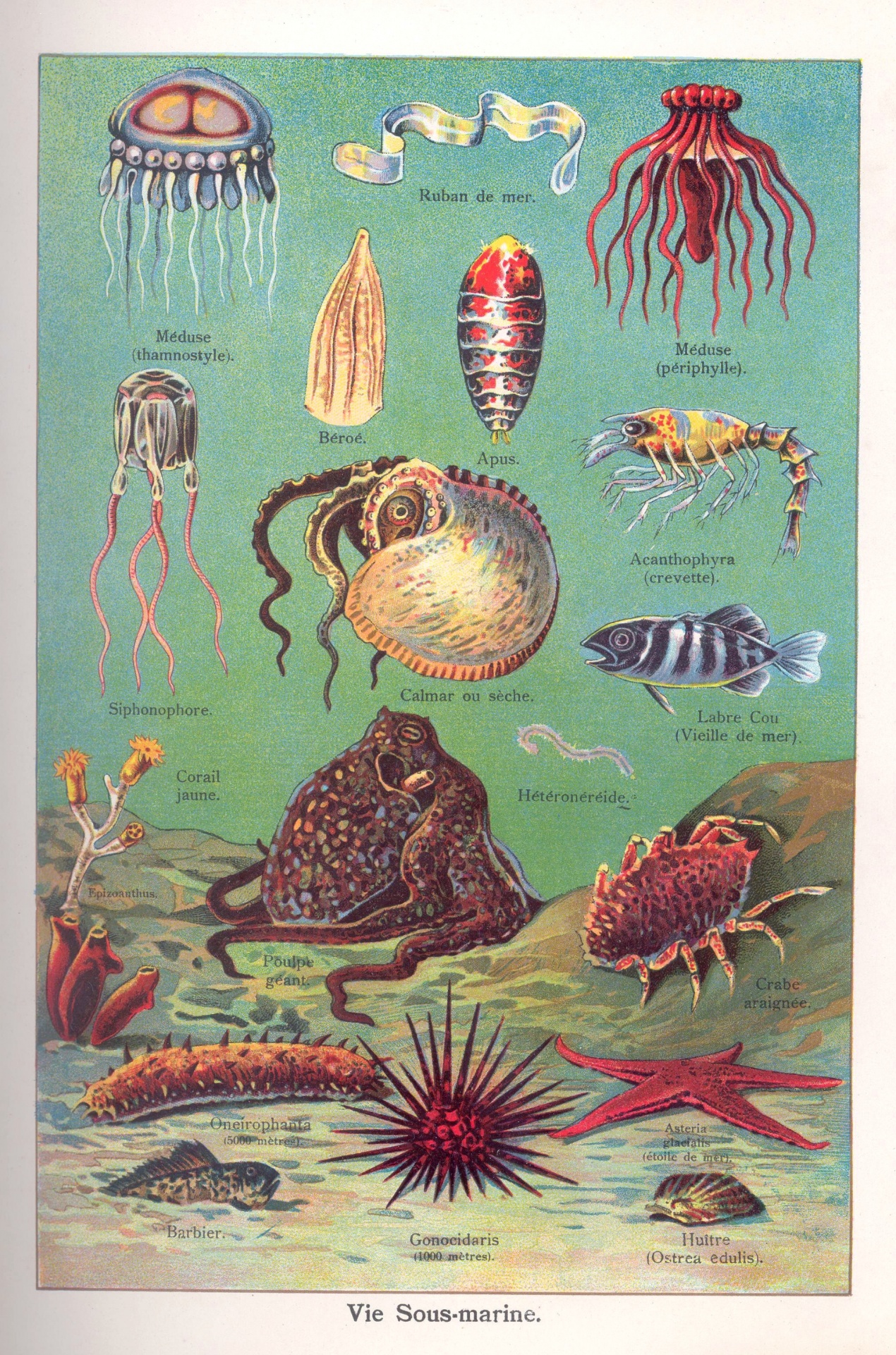 Octopus Shell Vintage Art