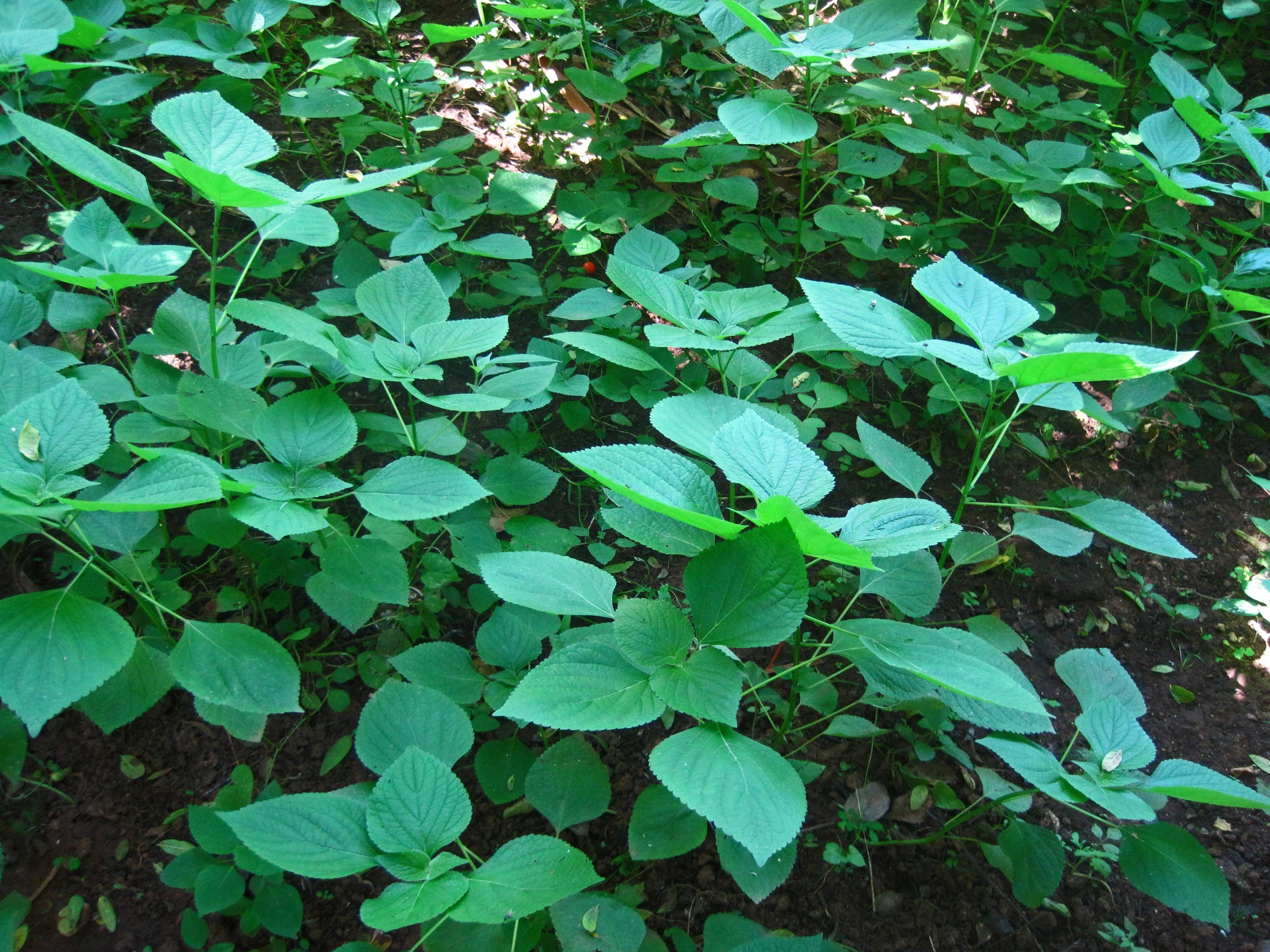 Linden Leaf Sage Growing Wild