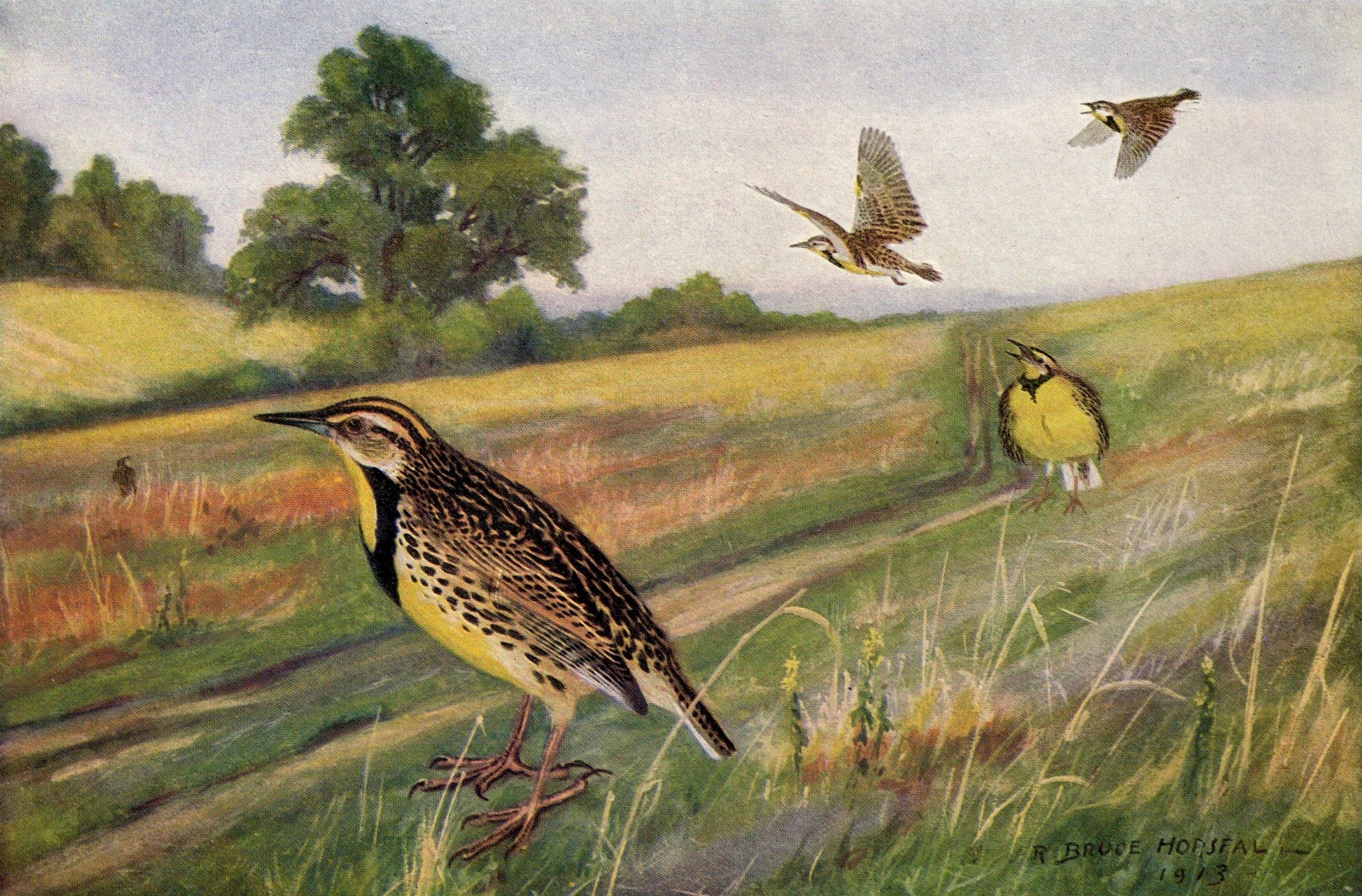 Meadowlark Vintage Bird Painting
