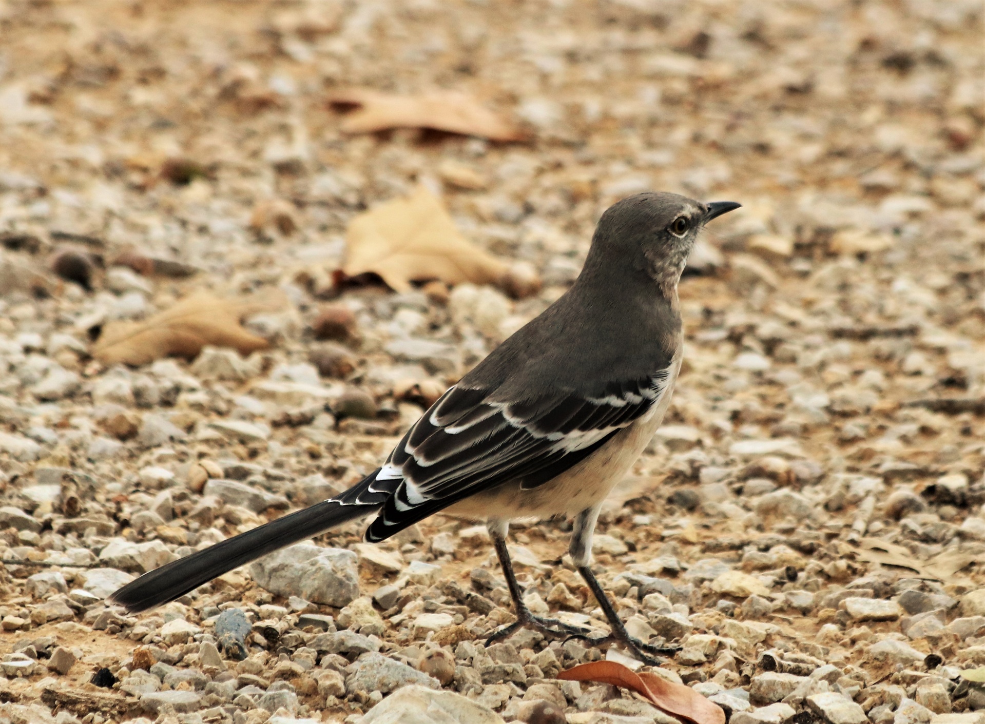 Mockingbird On Ground Close-up