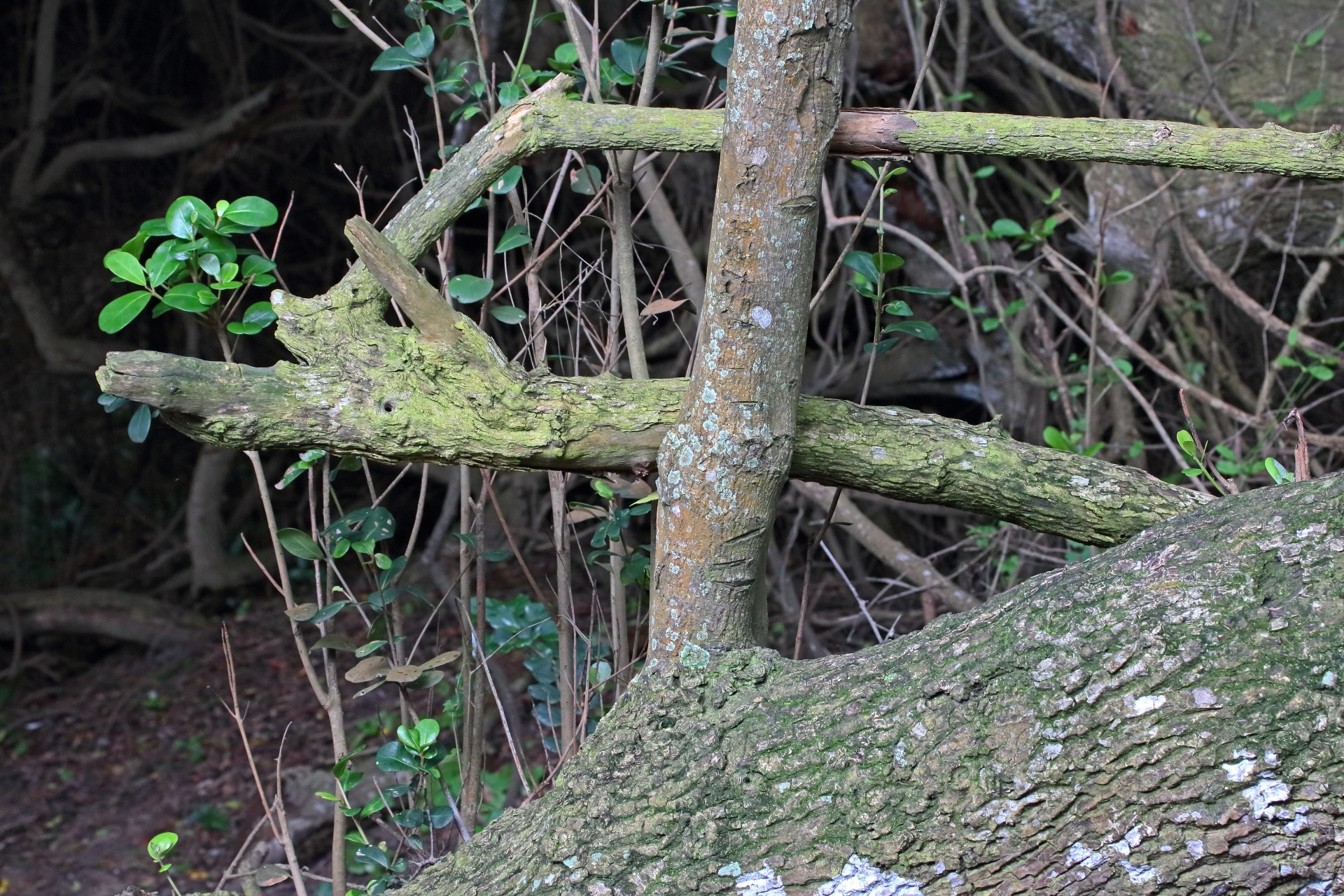 Moss & Lichen On Deadwood In Forest