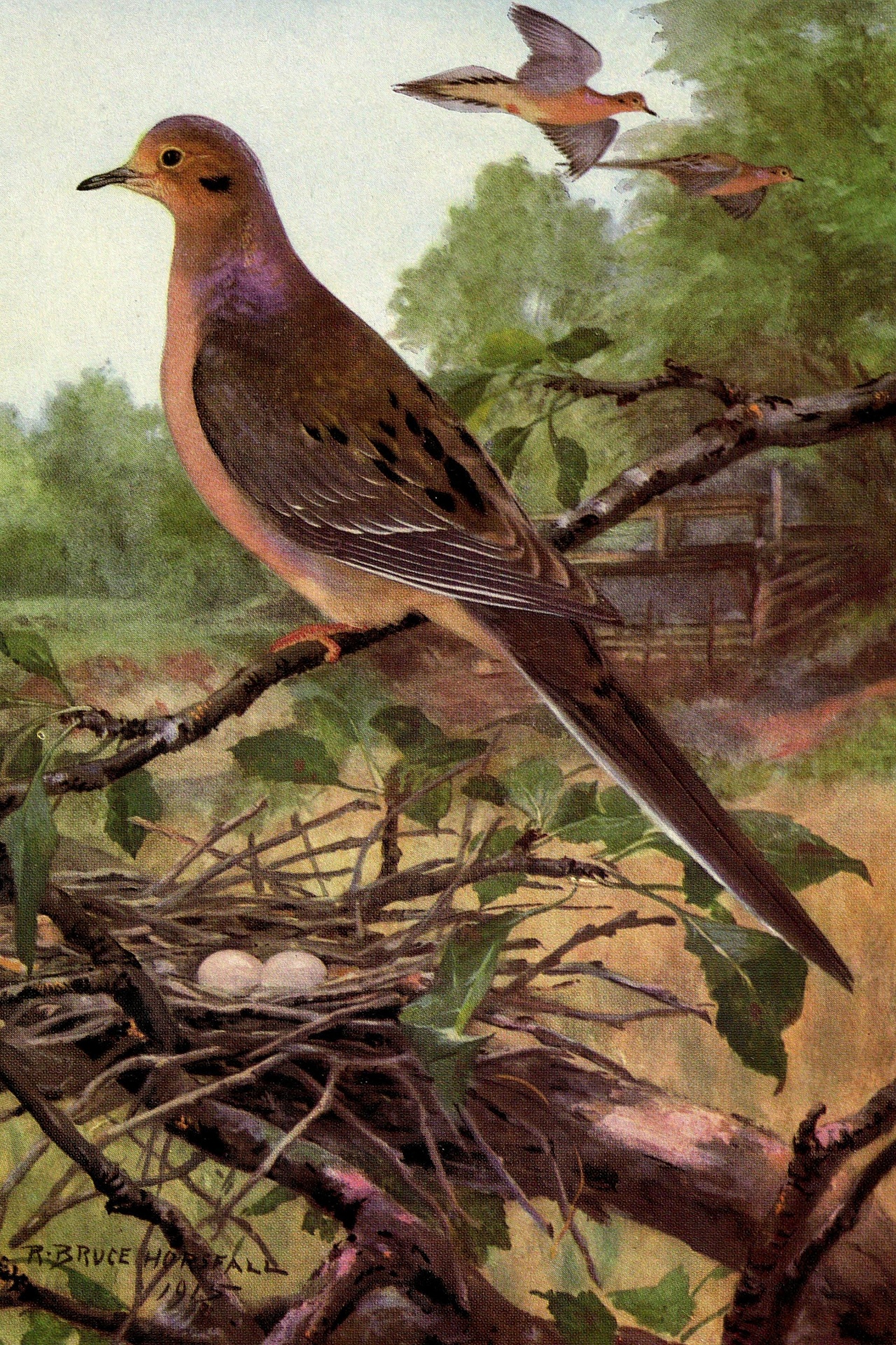 Mourning Dove Vintage Bird Painting