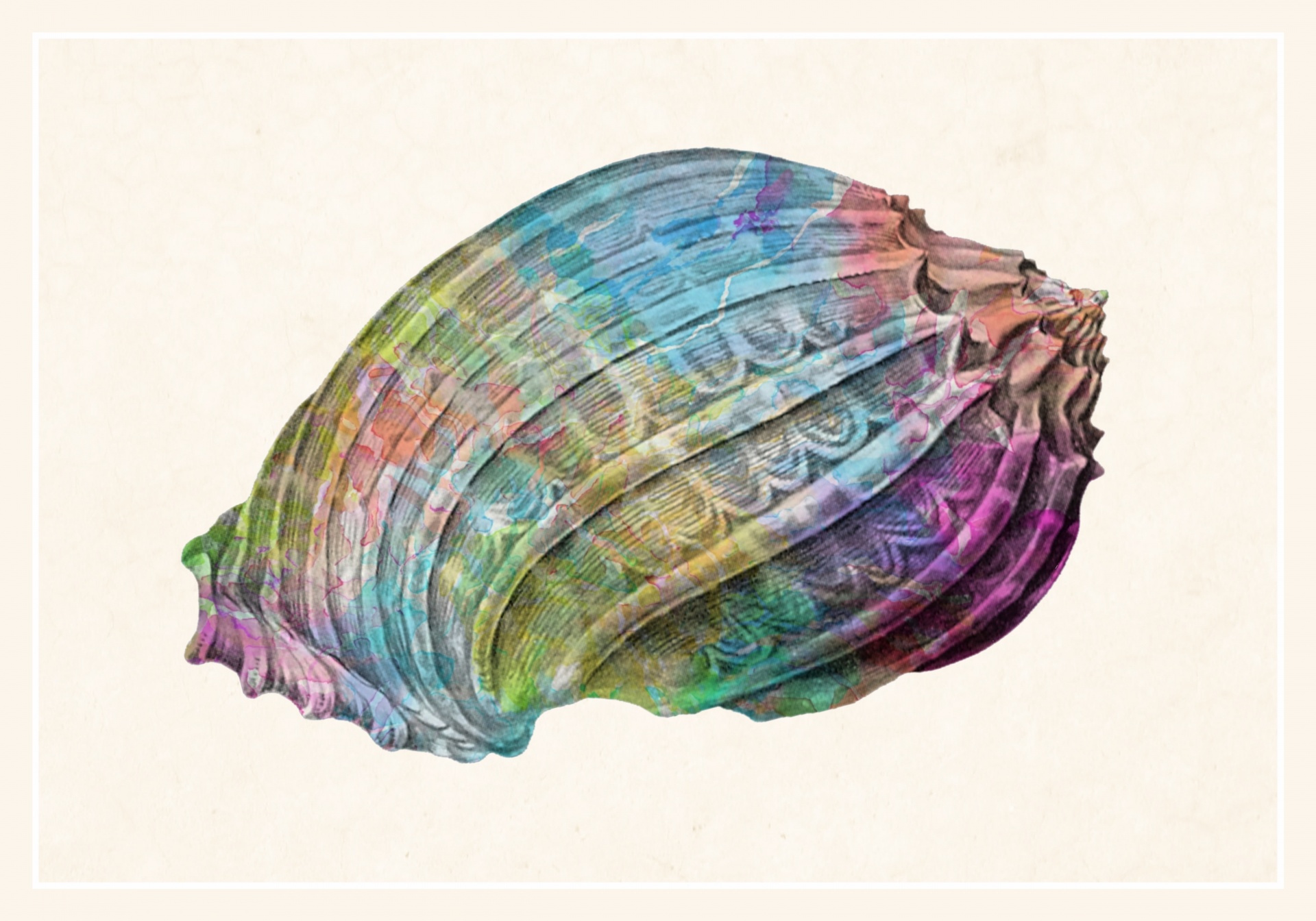 Seashell vintage art old colored work with beige background