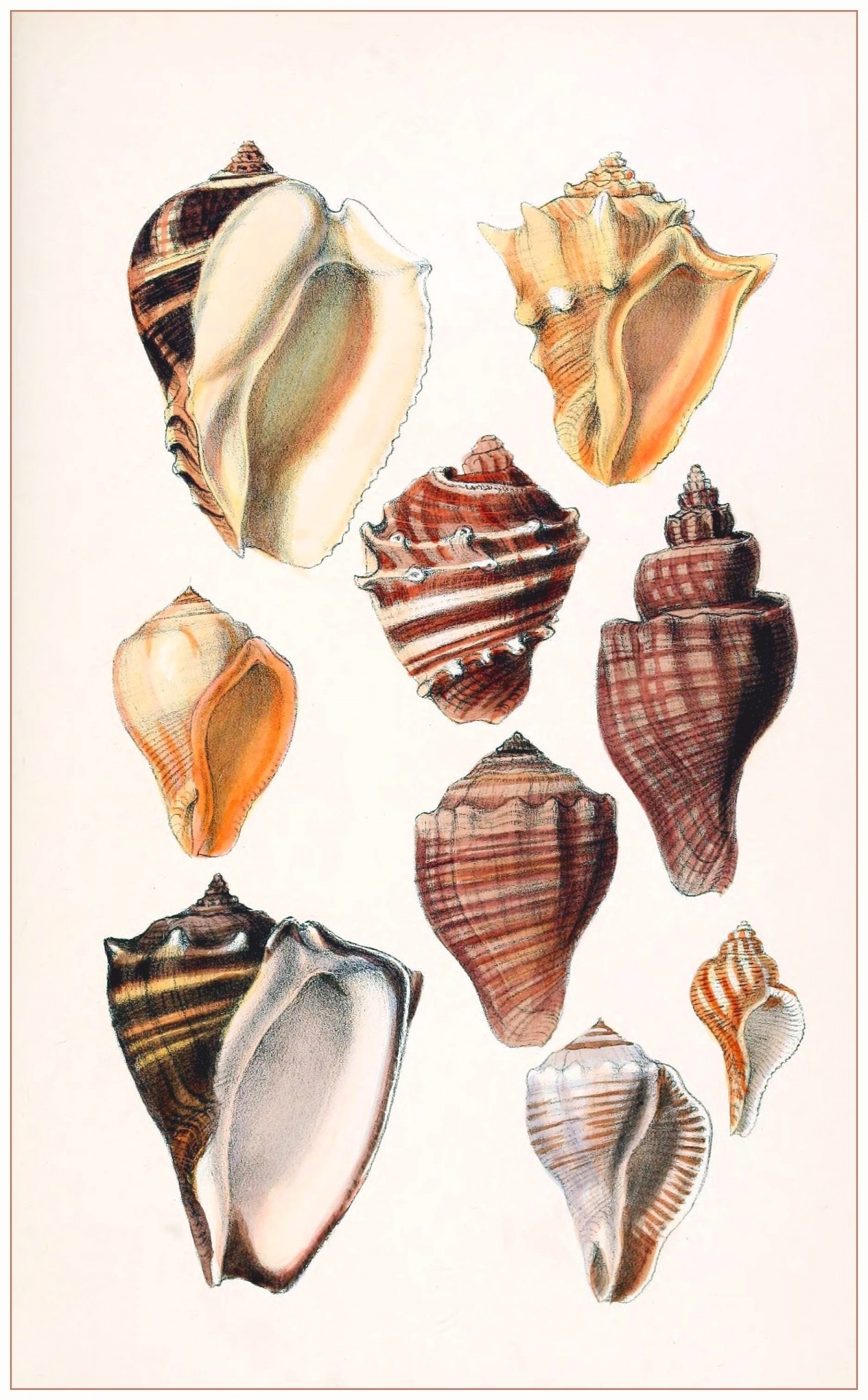 Mussels Snails Vintage Art