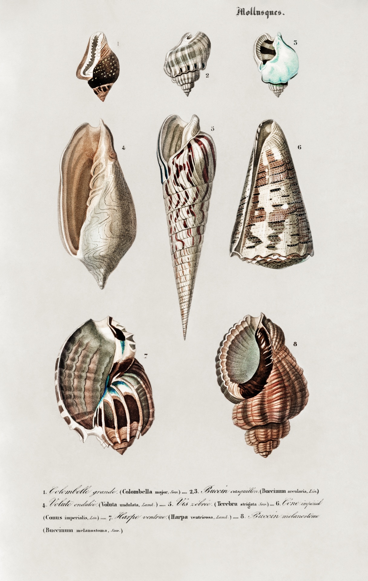 Seashells snails vintage art old antique illustration picture restored stains removed