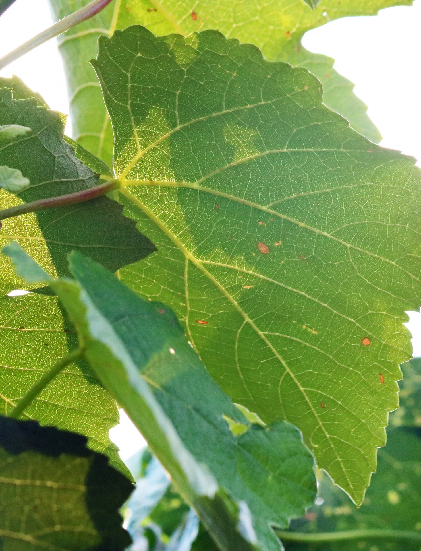 Network Of Veins On A Grape Leaf