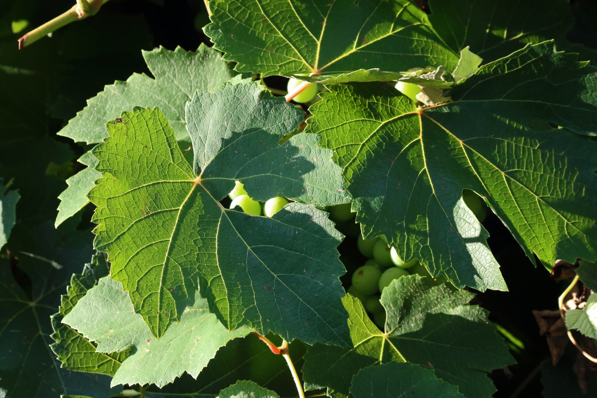 Network On A Green Torn Grape Leaf