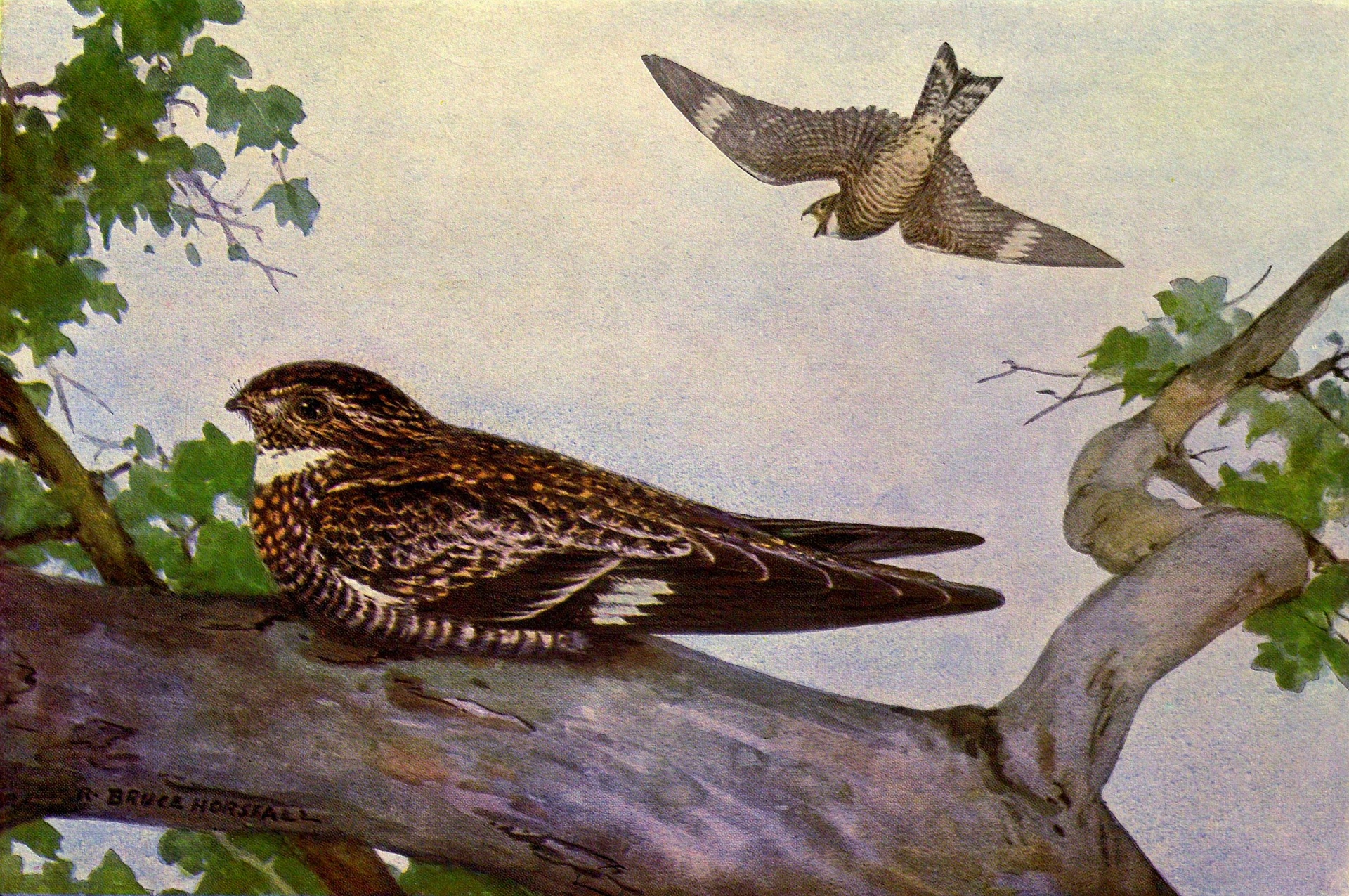 Nighthawk Vintage Bird Painting