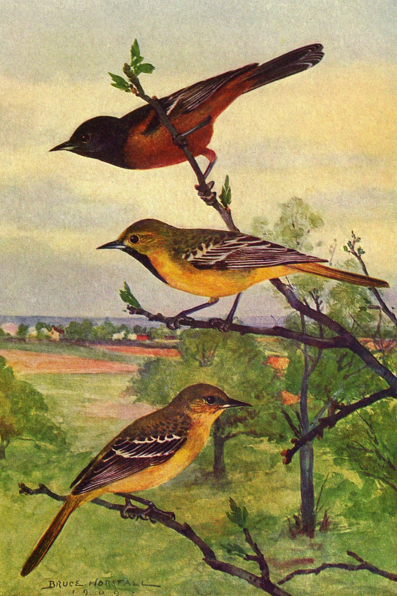 Orchard Oriole Bird Painting