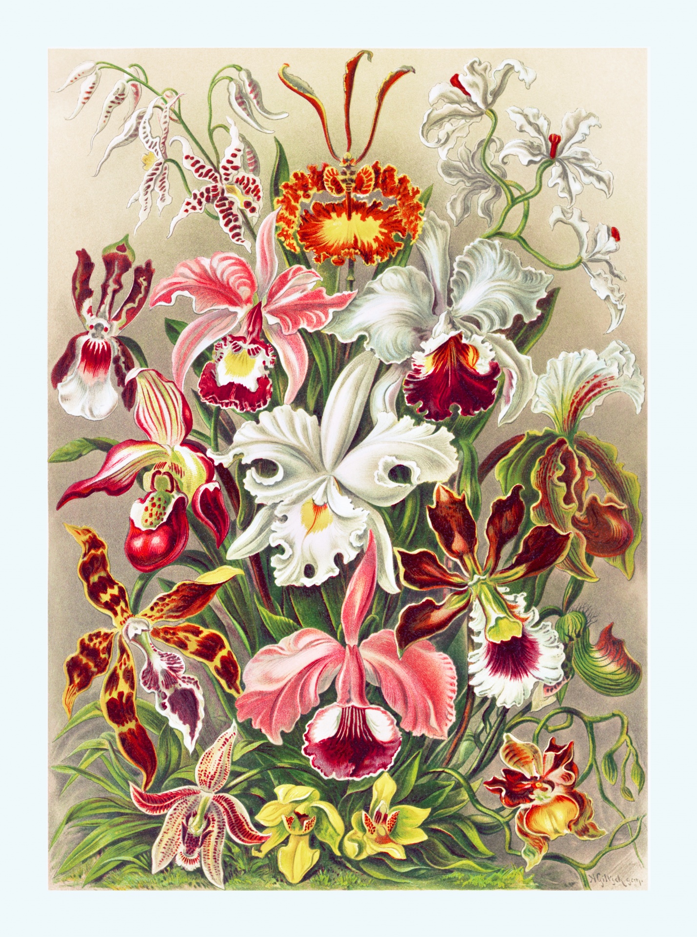 Orchid Flowers Vintage Art