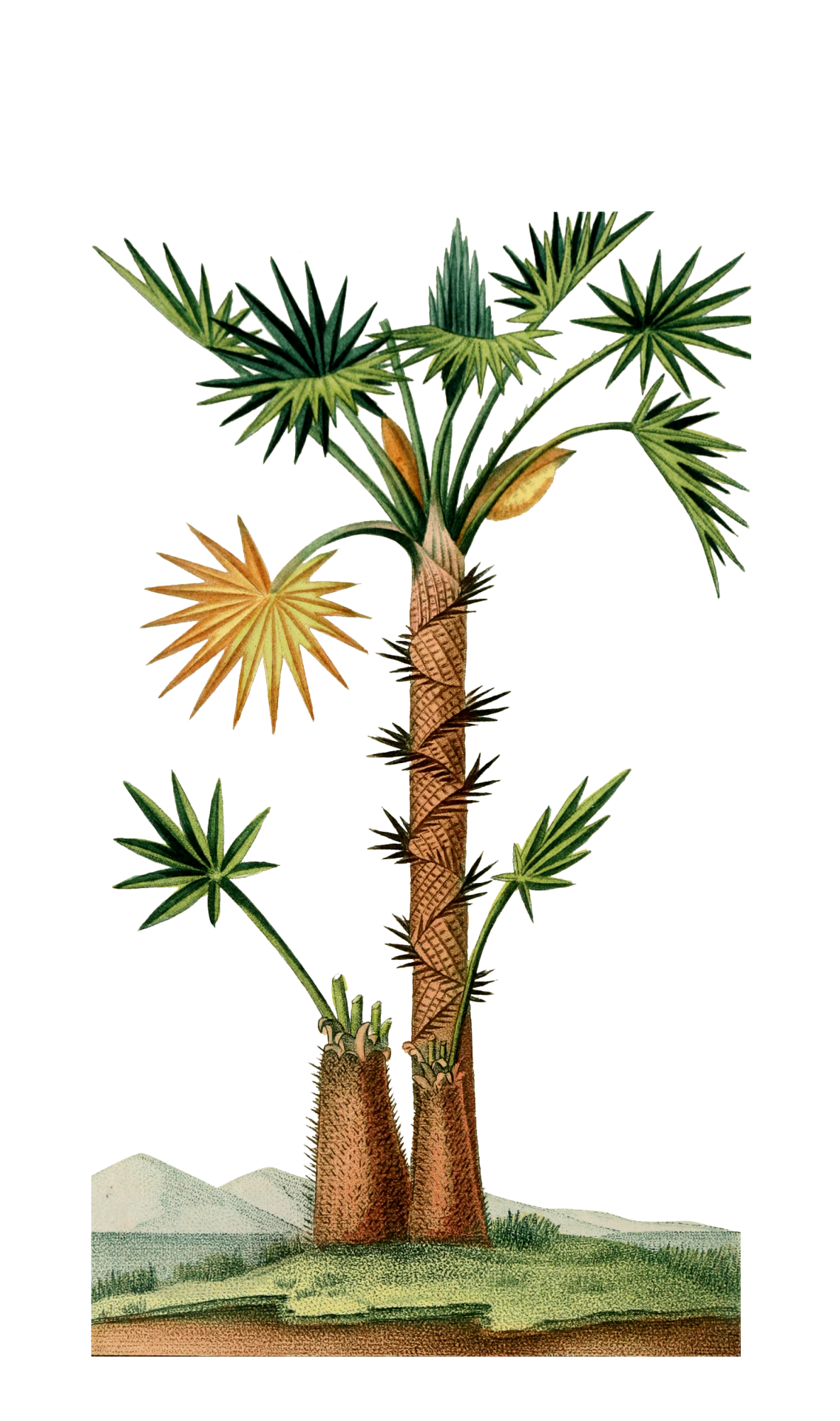 Vintage illustration of a tropical palm tree clipart on transparent png background