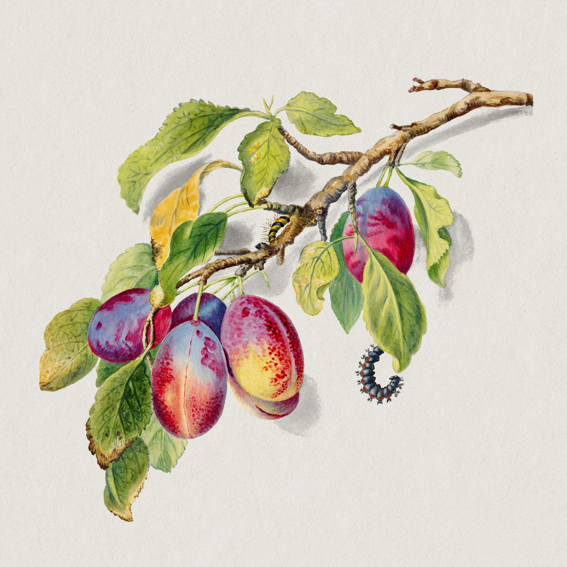 Peaches Fruit Vintage Painting