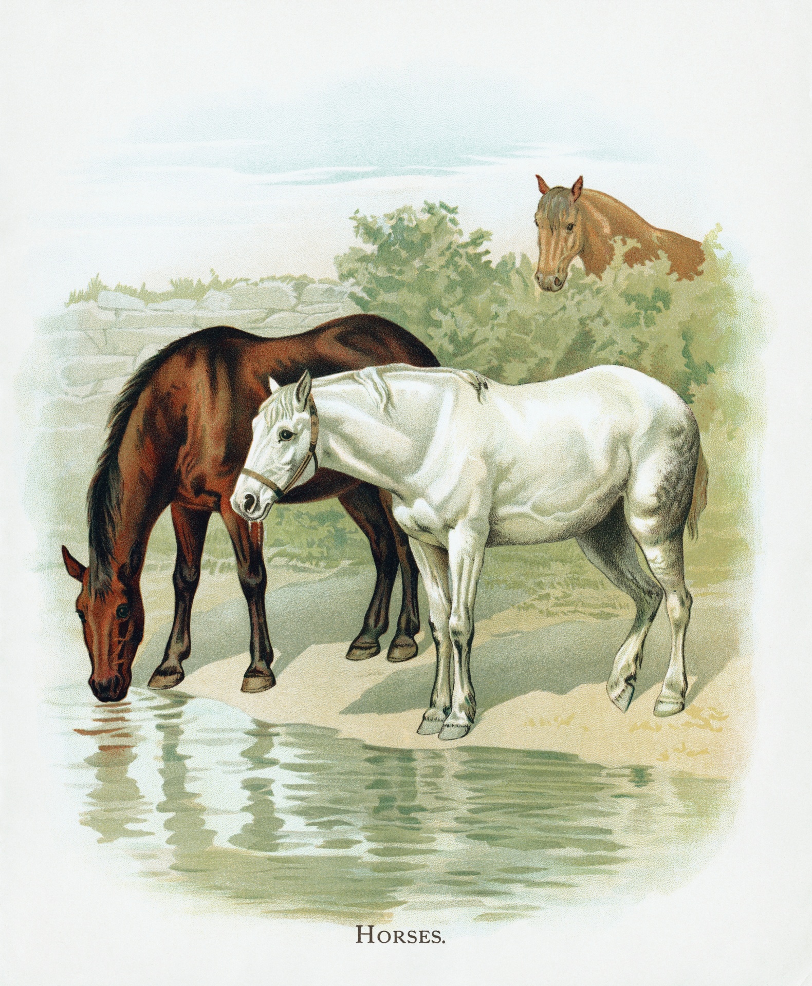 Horse Animal Vintage Art