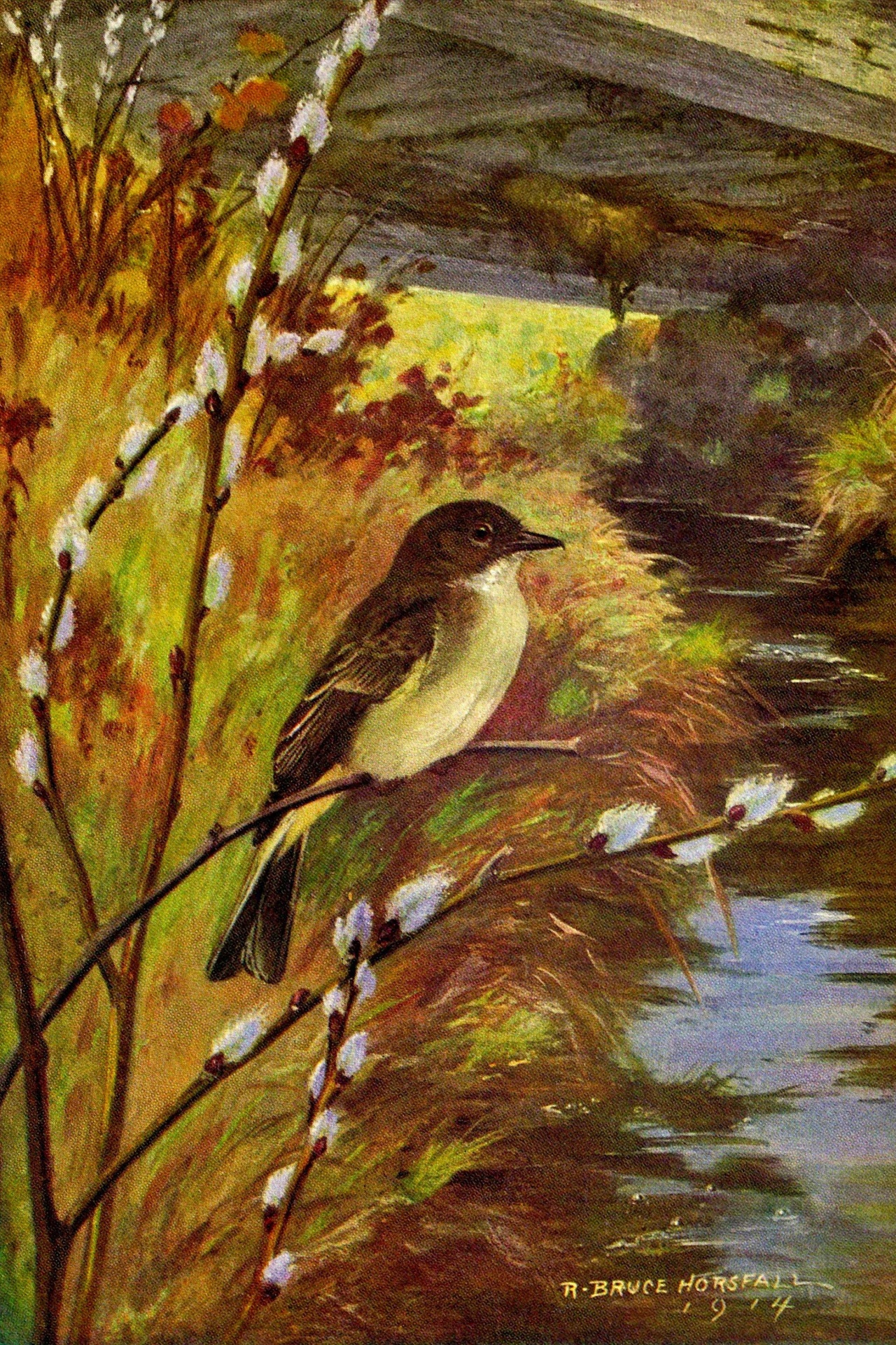 Phoebe Vintage Bird Illustration