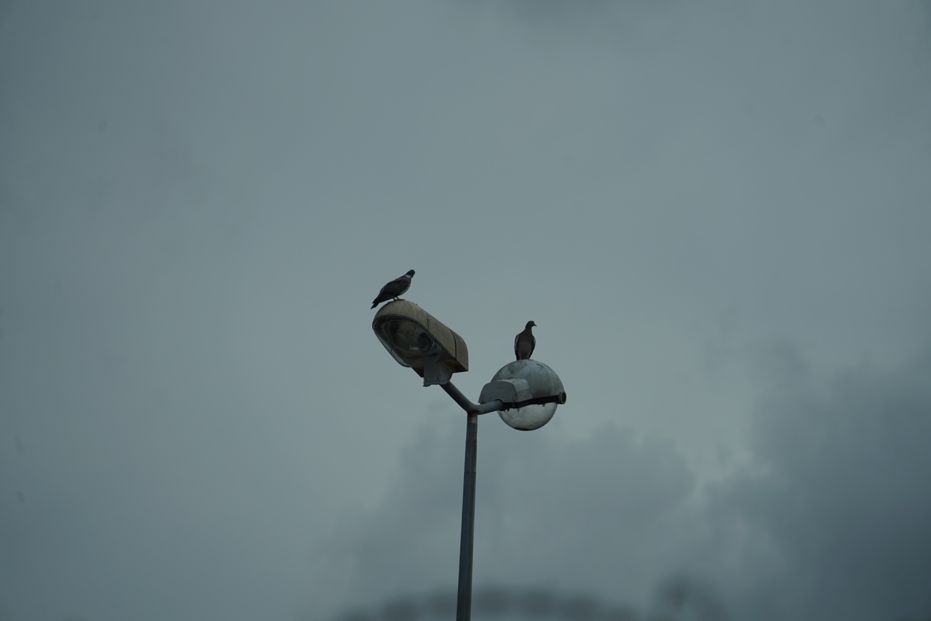Couple of pigeons on a lamppost