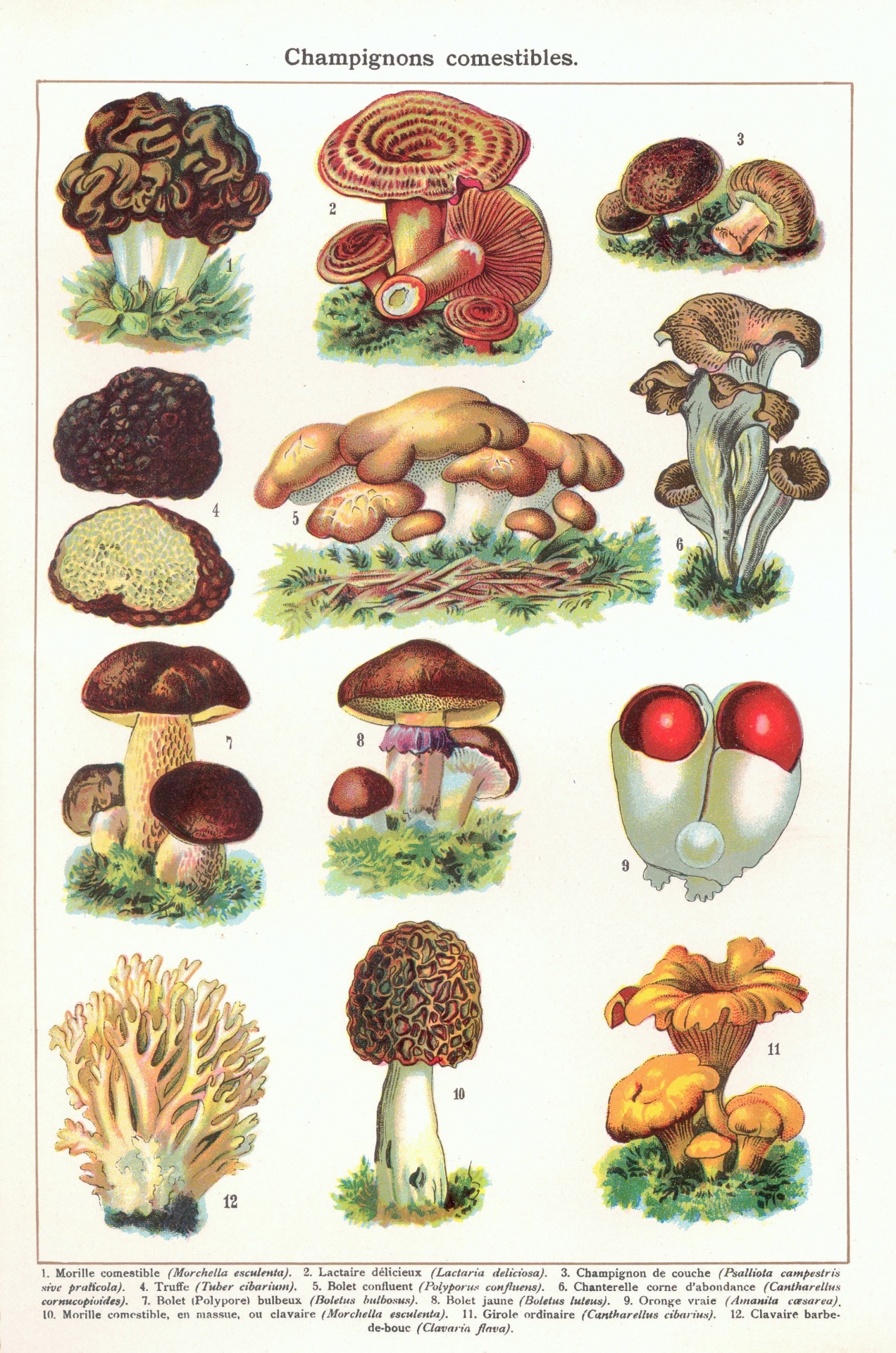 Mushrooms vintage art old antique illustration picture restored stains removed