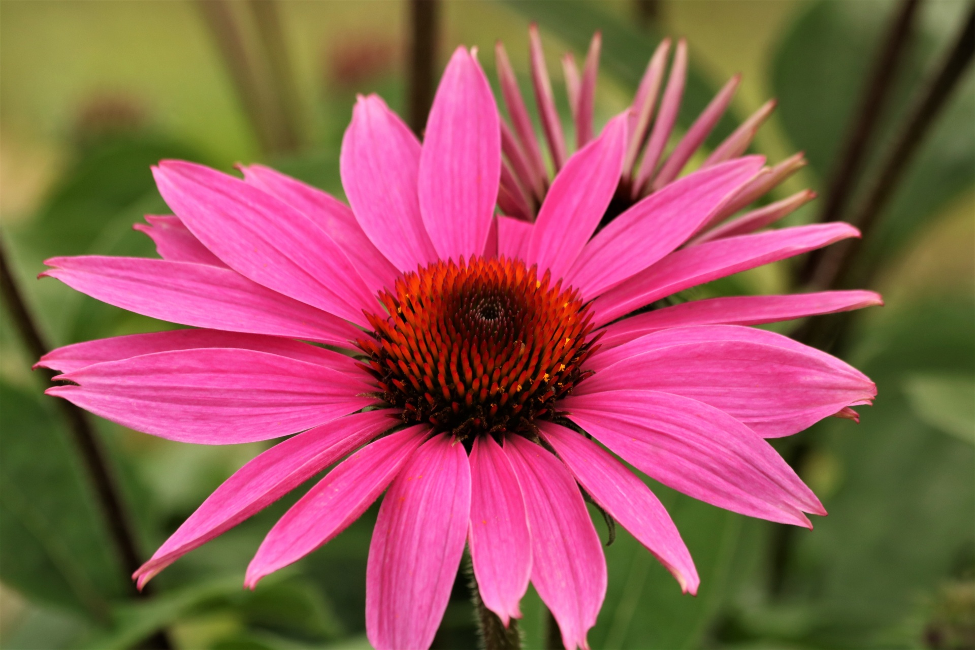 Pink Coneflower Close-up
