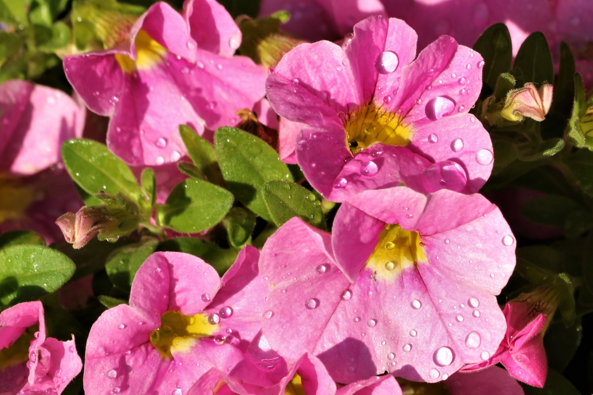 Pink Petunias Close-up
