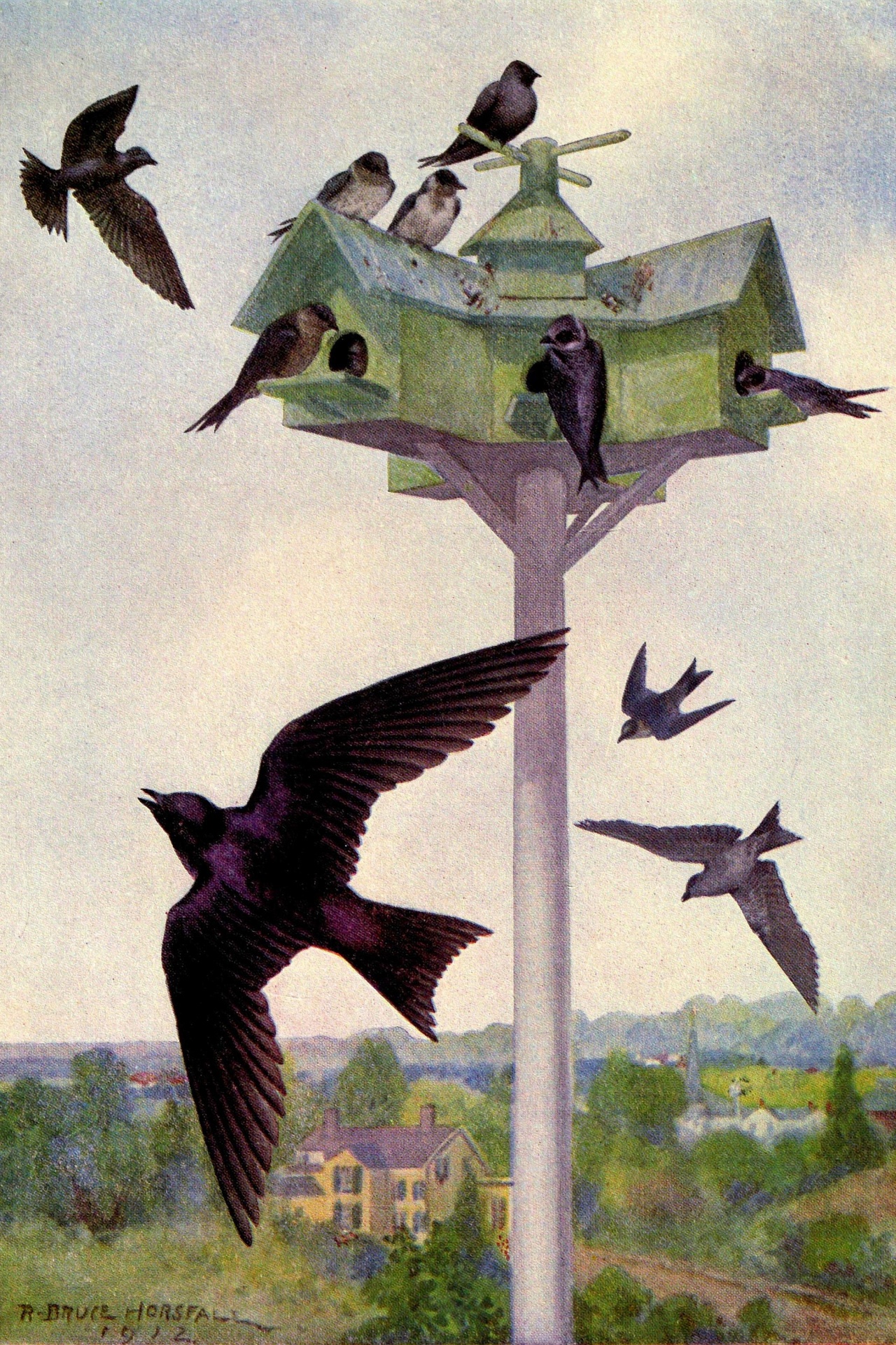 Purple Martin Vintage Bird Painting
