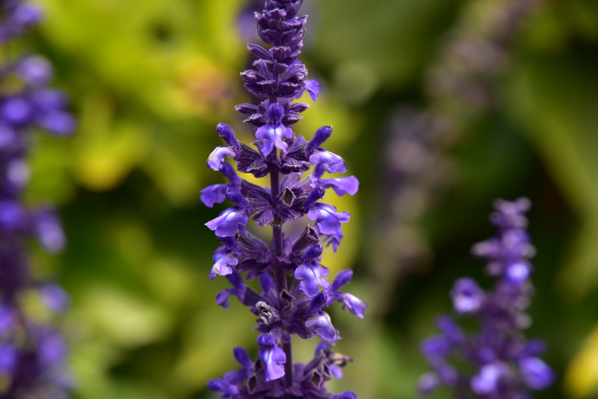 Purple Wildflower On Stalk
