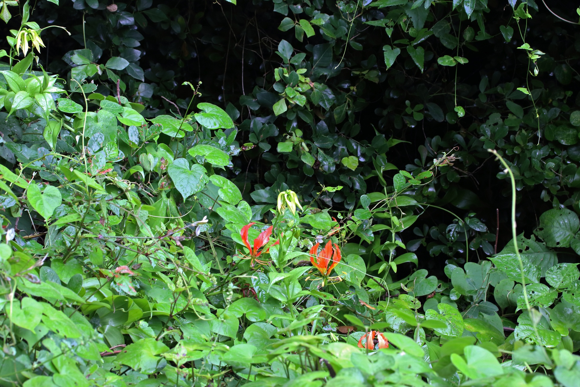 Red Flame Lily Flowers In Woods
