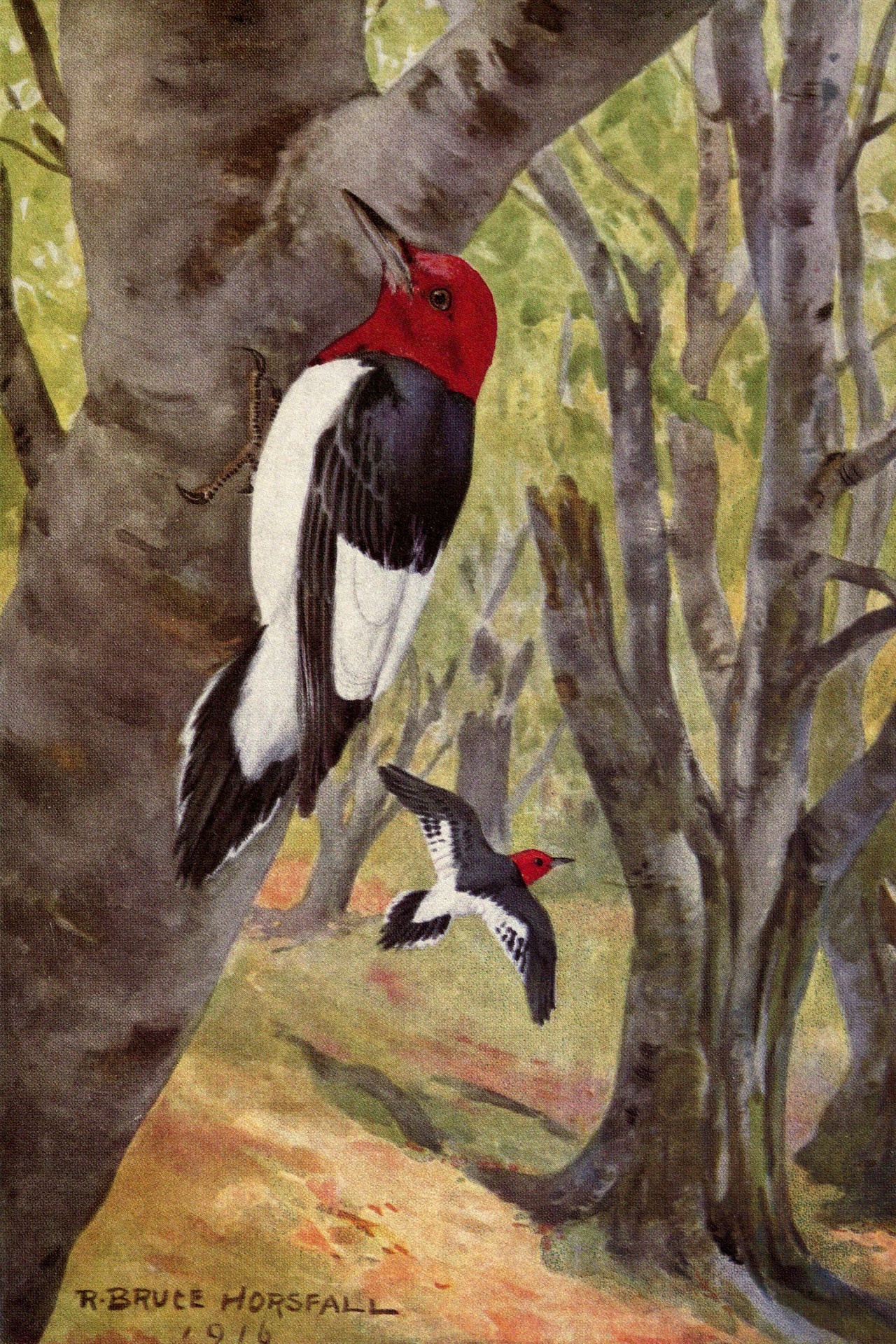 Red Headed Woodpecker Bird Picture
