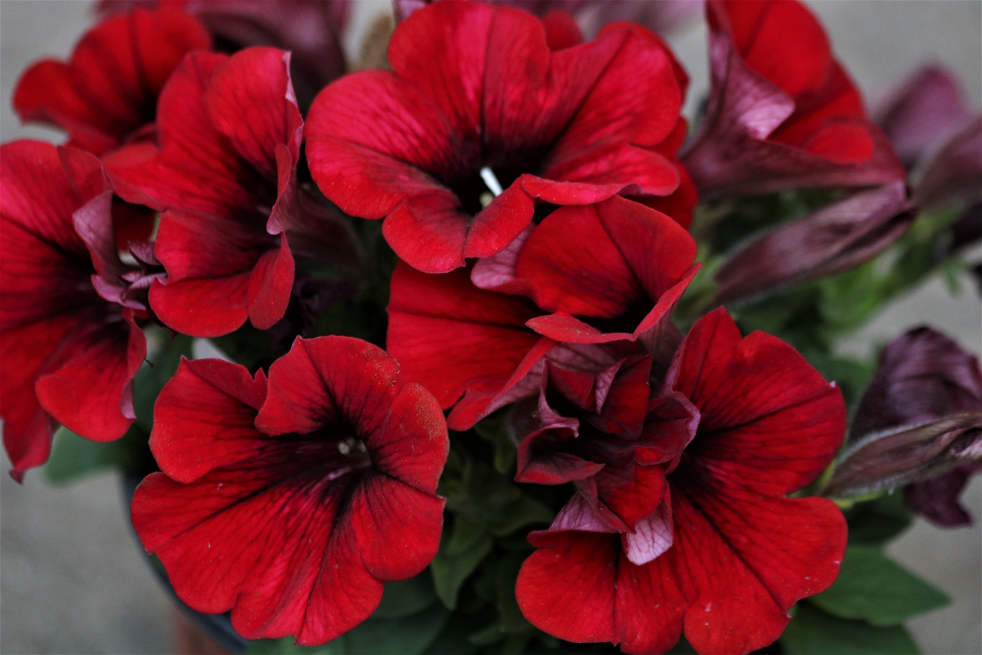Red Petunia Flowers Close-up