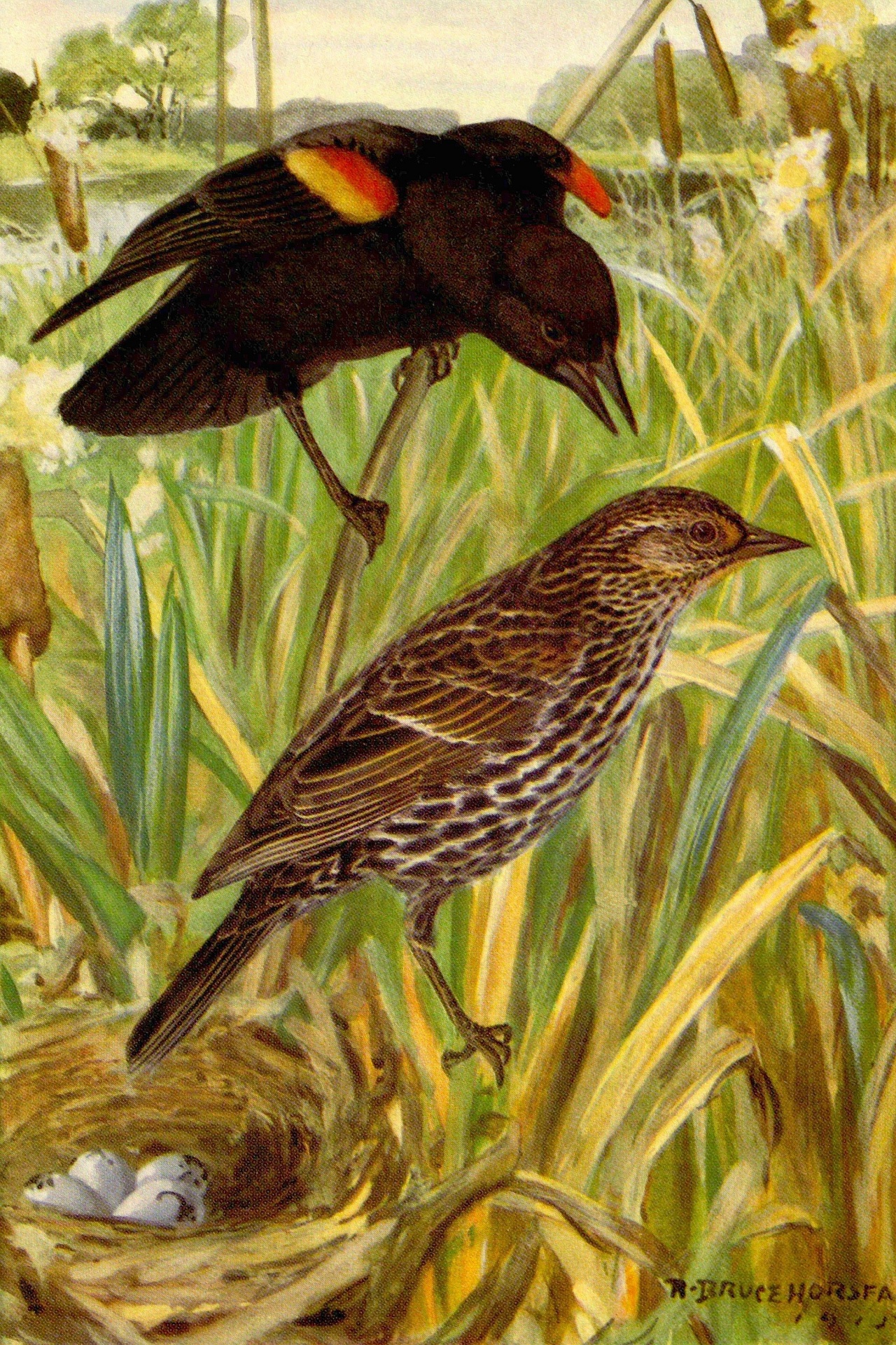 Red-Winged-Blackbird Bird Painting