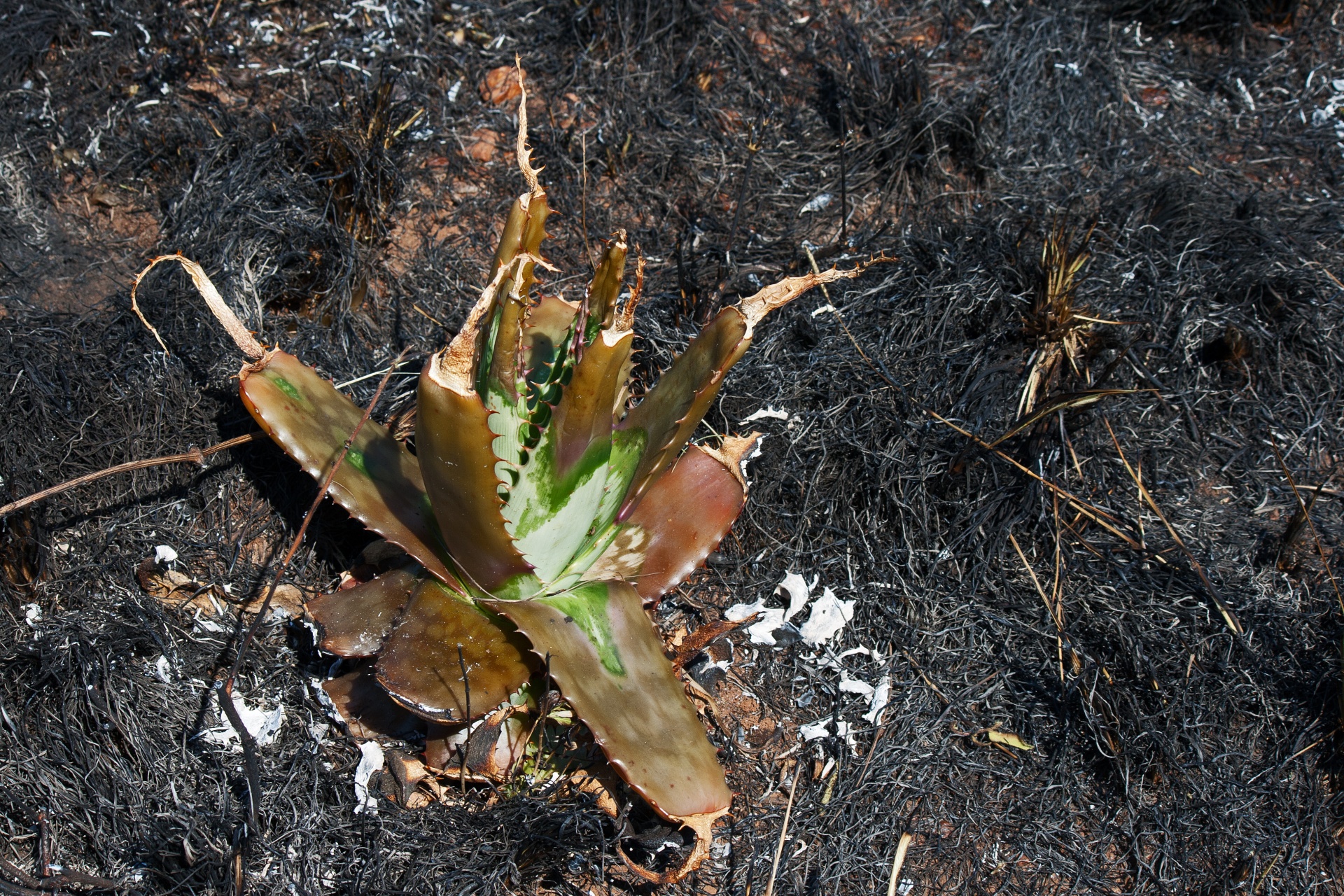 remnant of a burnt aloe plant after a wild fire