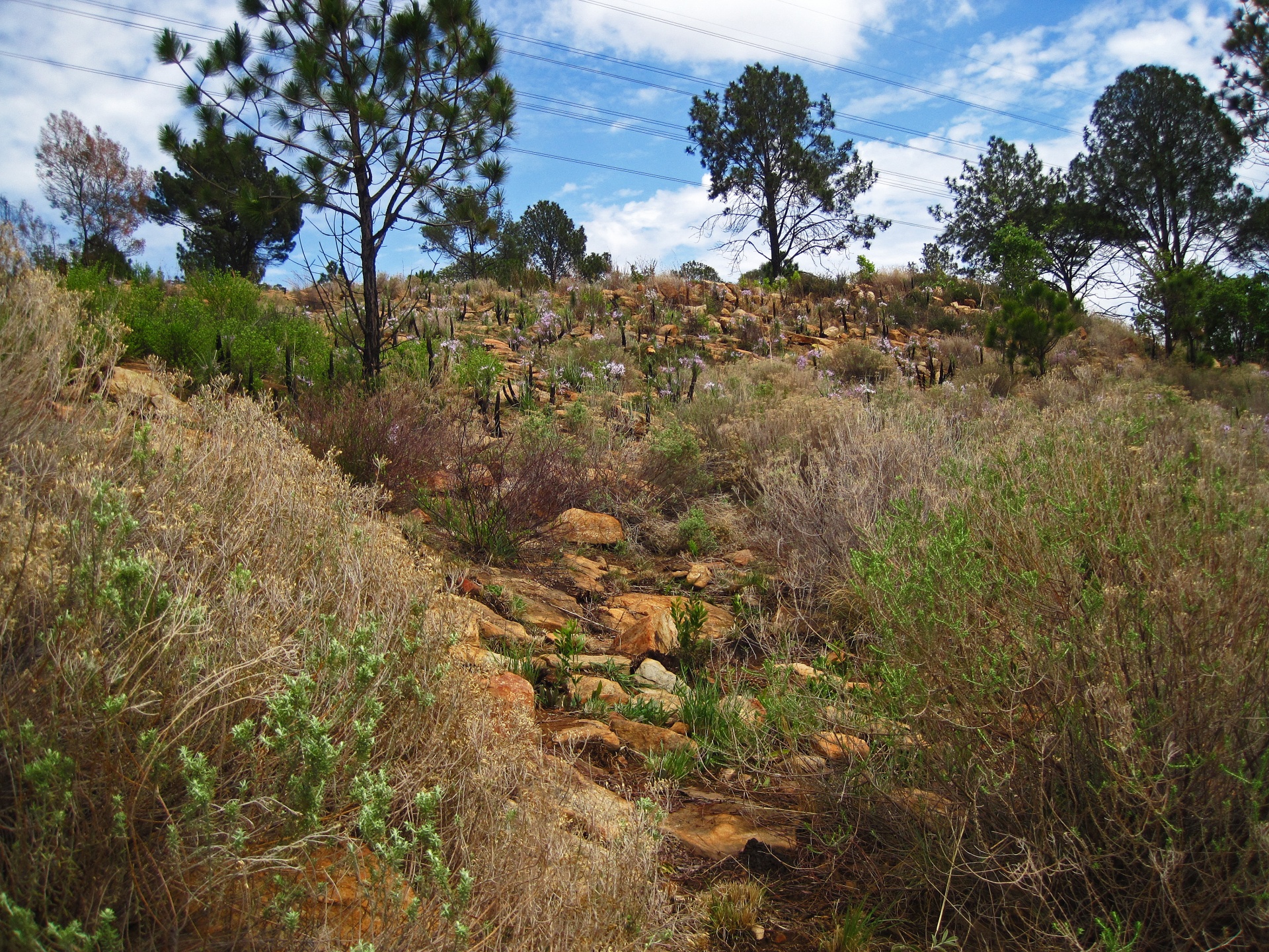 view of rocky hill with flowering black stick lilies and pine trees