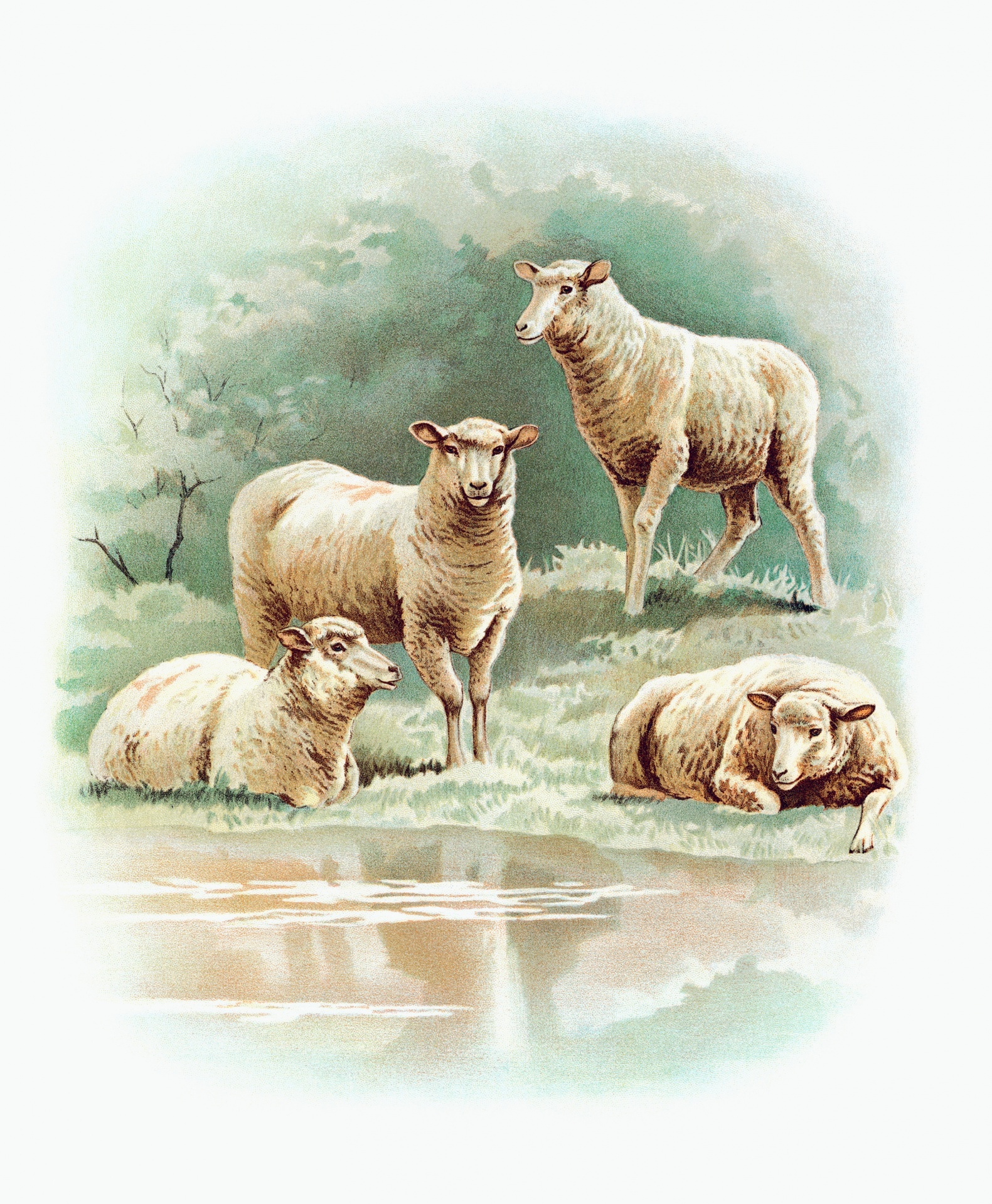 Sheep ram ram old vintage art picture restored stains removed