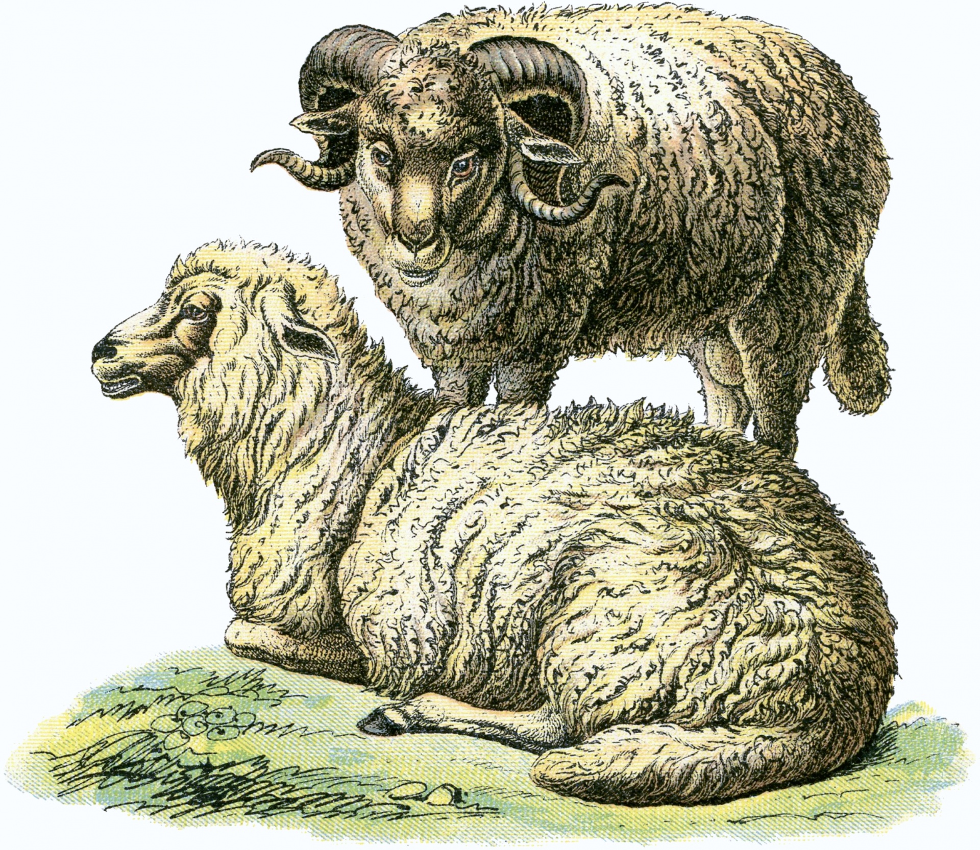 Sheep Ram Vintage Art
