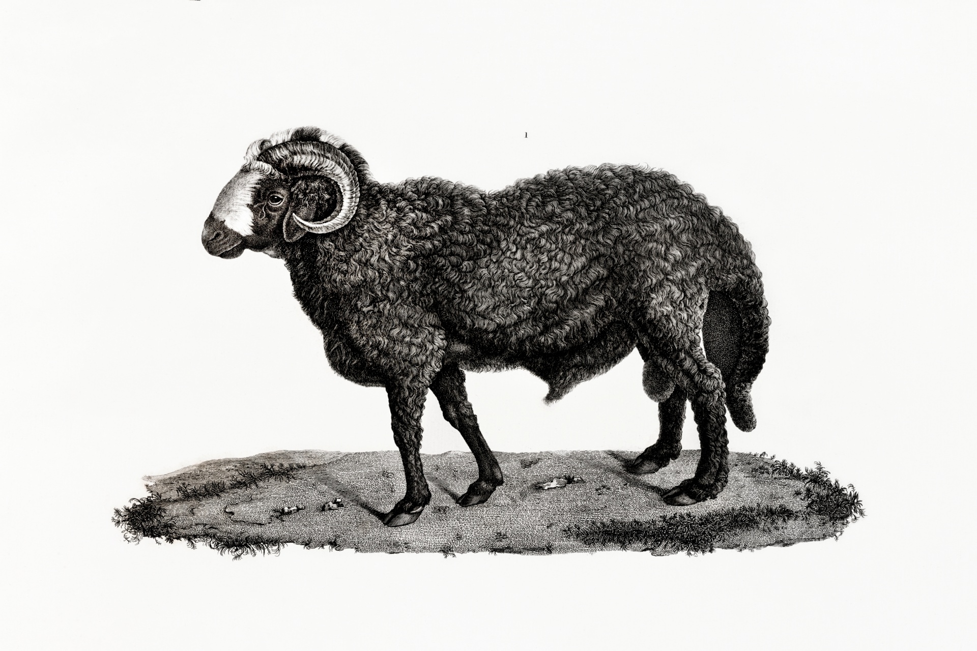 Sheep Animal Vintage Art