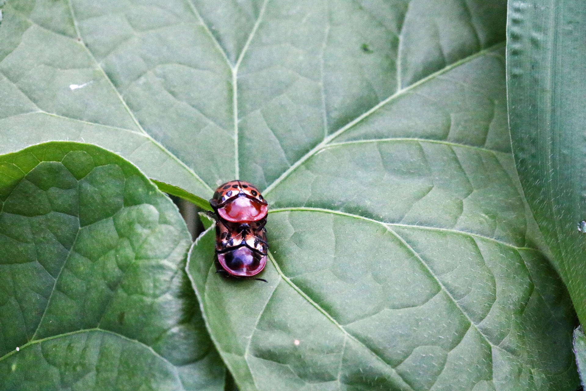 shiny red spotted tortoise beetles on a leaf