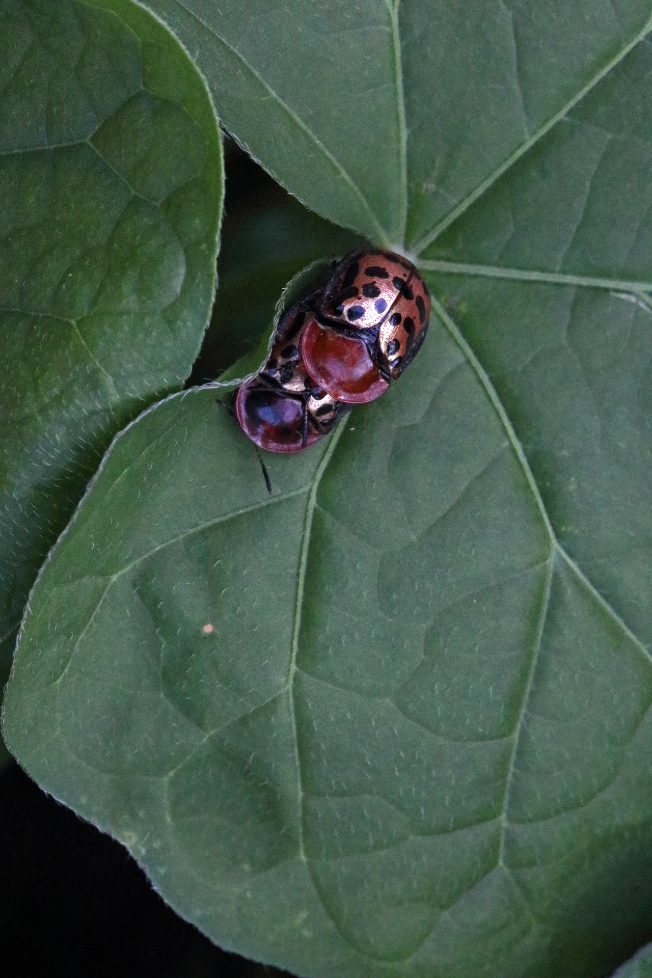 Shiny Spotted Tortoise Beetles