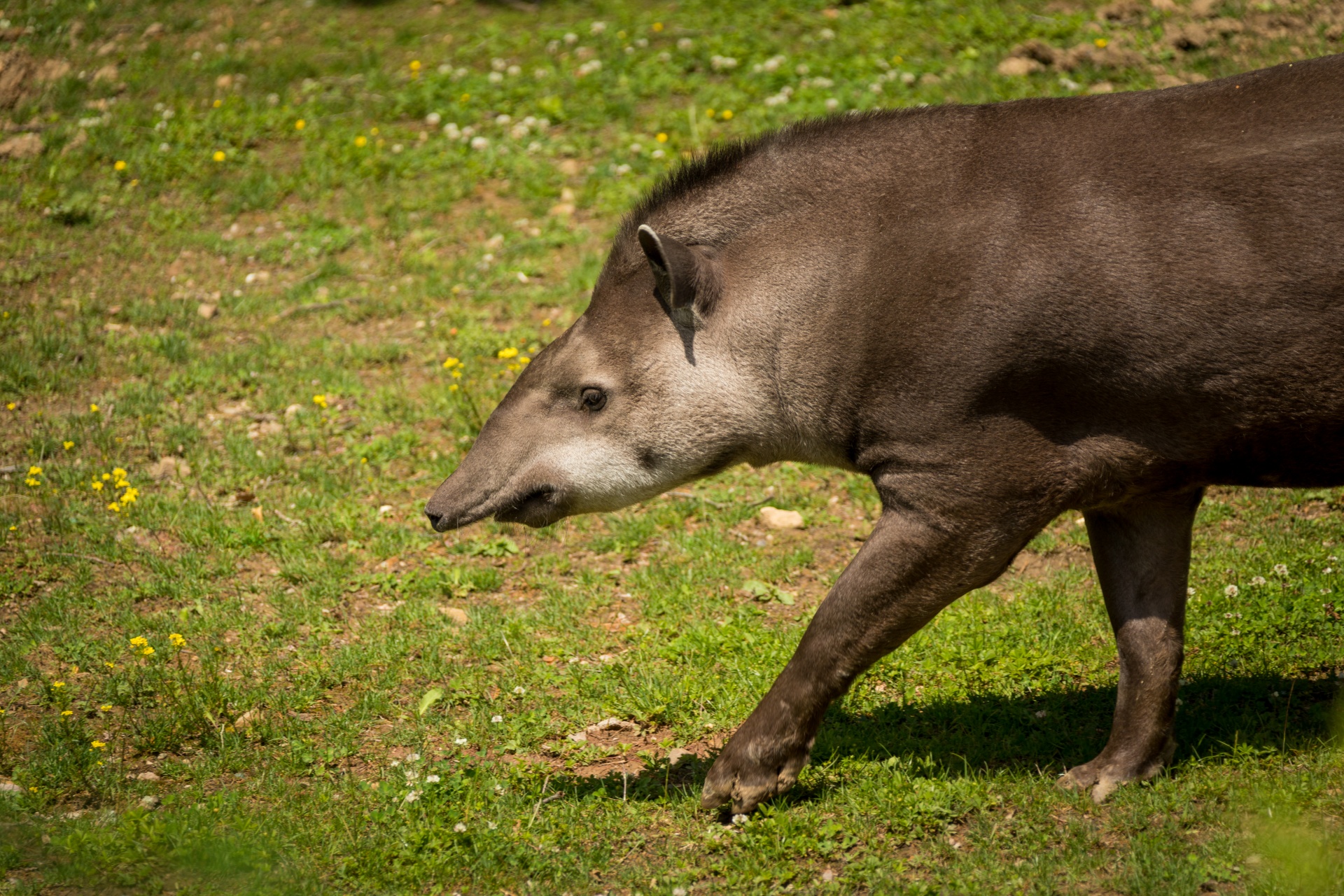 Tapir walking on green grass